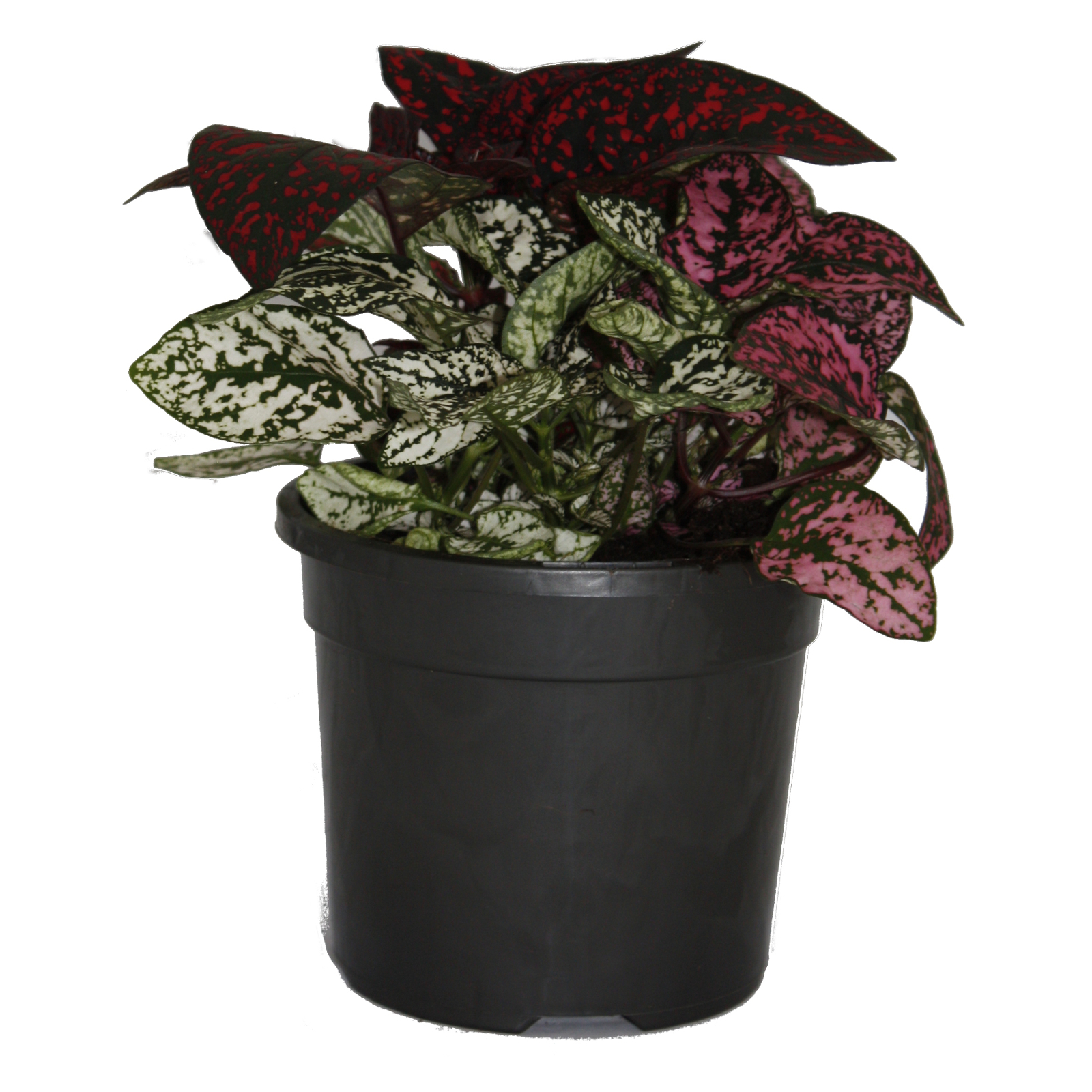 130mm Assorted Easy Care Indoor Plants Bunnings Australia