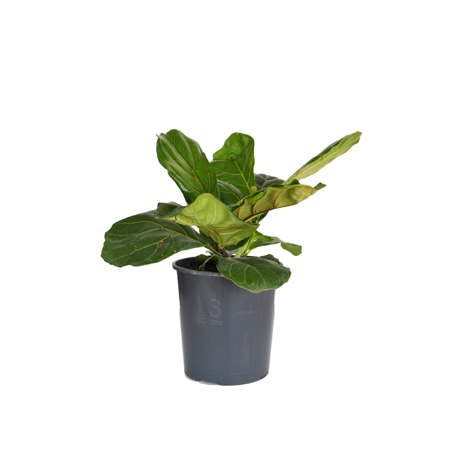 170mm Fiddle Leaf Fig Ficus lyrata Bunnings Australia