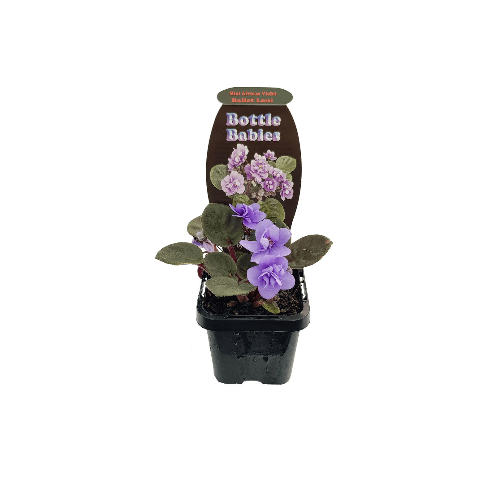 70mm Various Terrarium Plants Bottle Babies Bunnings Australia