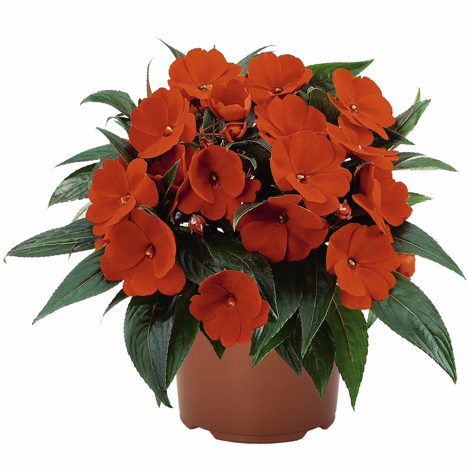 105mm New Guinea Impatiens Impatiens hawkeri Bunnings New Zealand