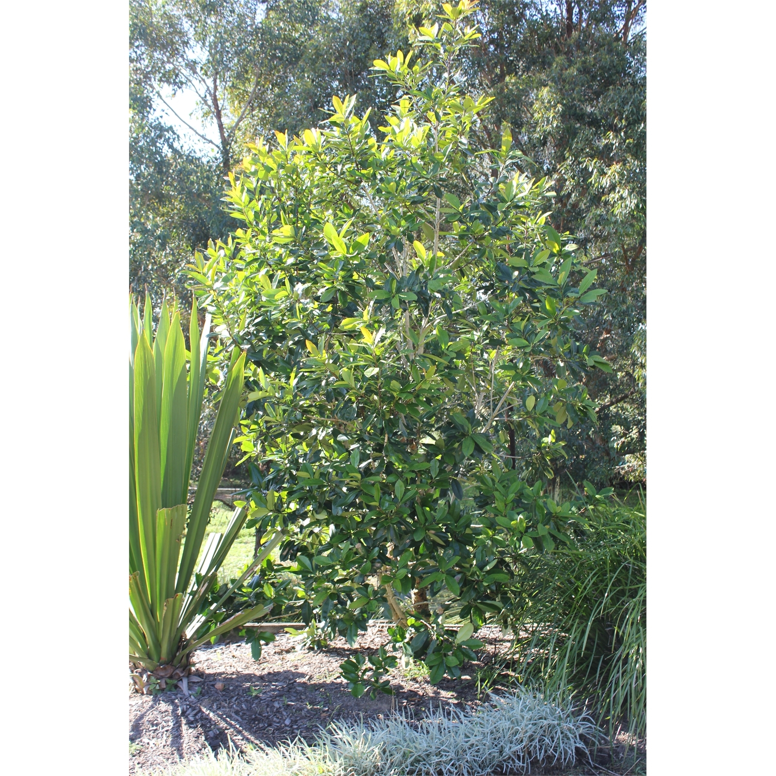 100L Water Gum Luscious™ Tristaniopsis laurina Bunnings Australia