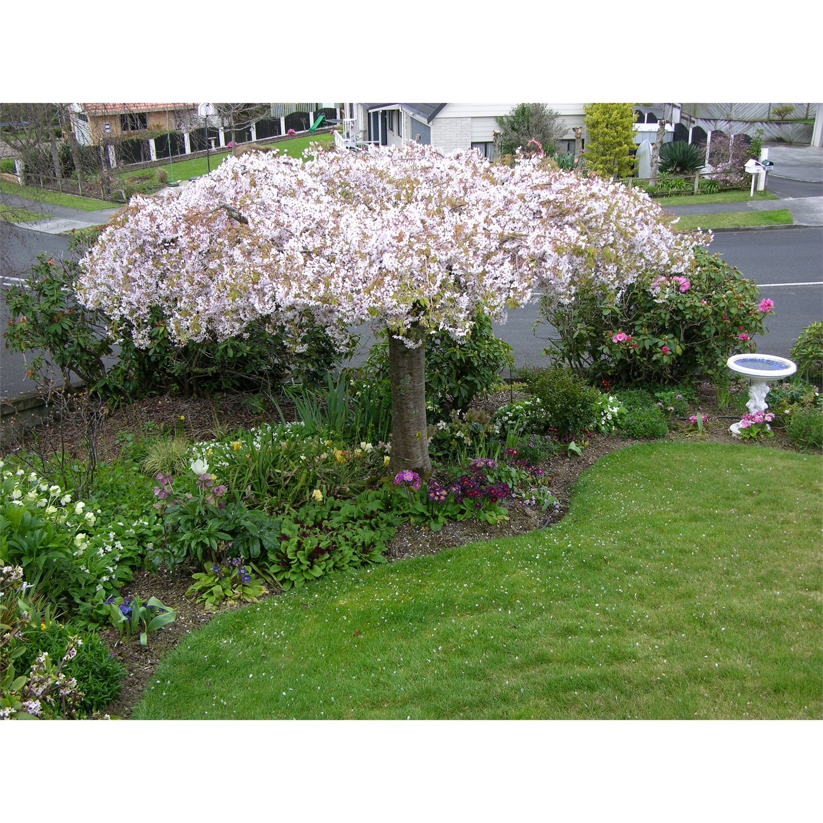 1.5m Flowering Cherry Prunus subhirtella Falling Snow Bunnings New