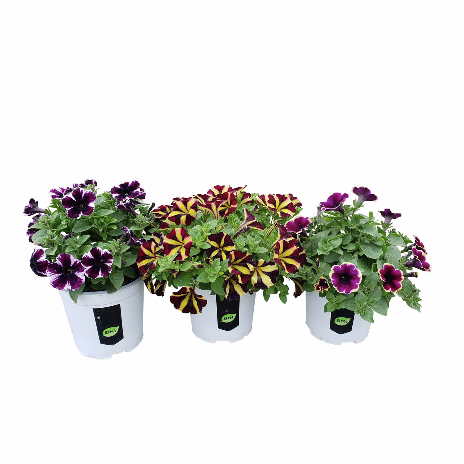130mm Petunia Premium Assorted Bunnings New Zealand