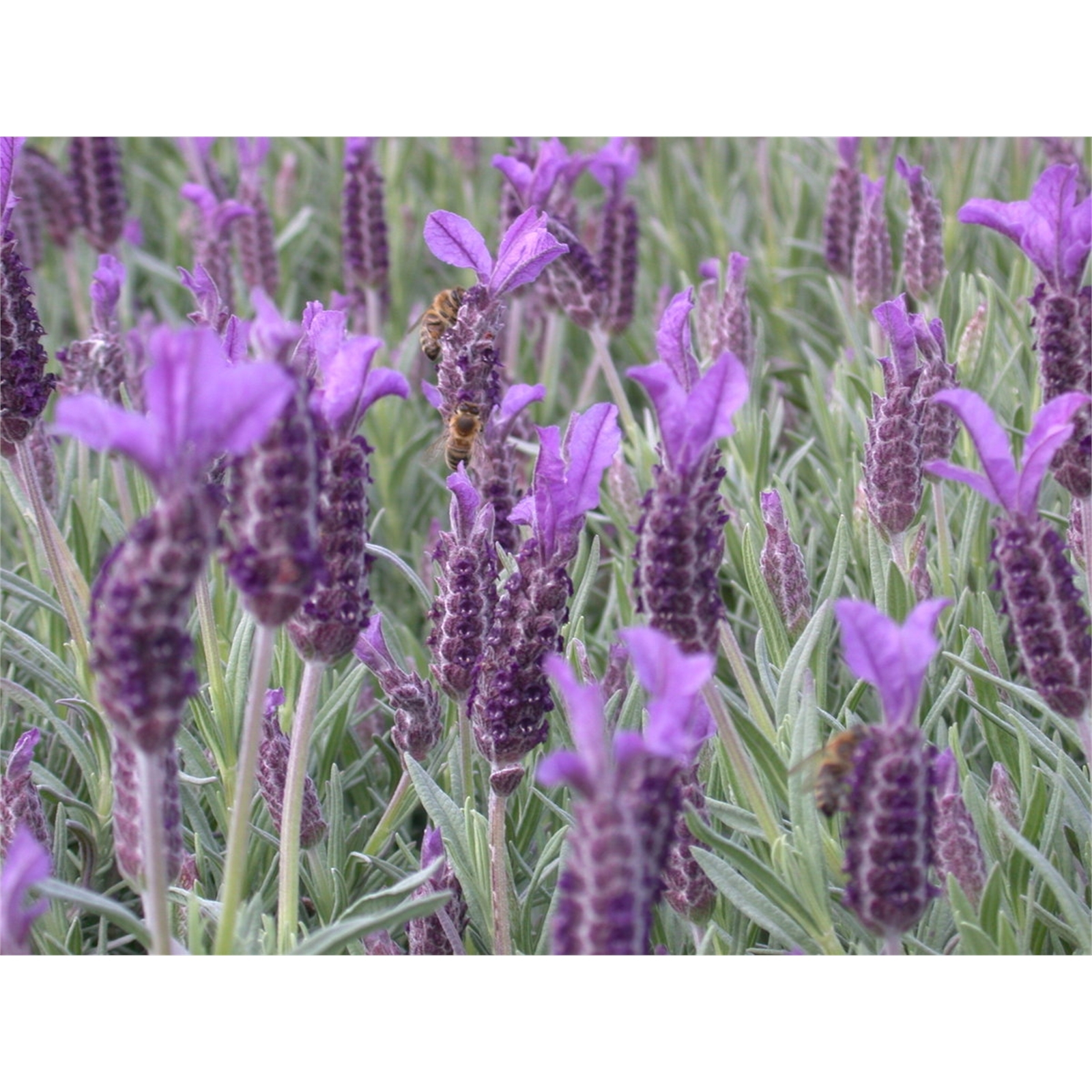 Bunnings Lavender Lavender Plant