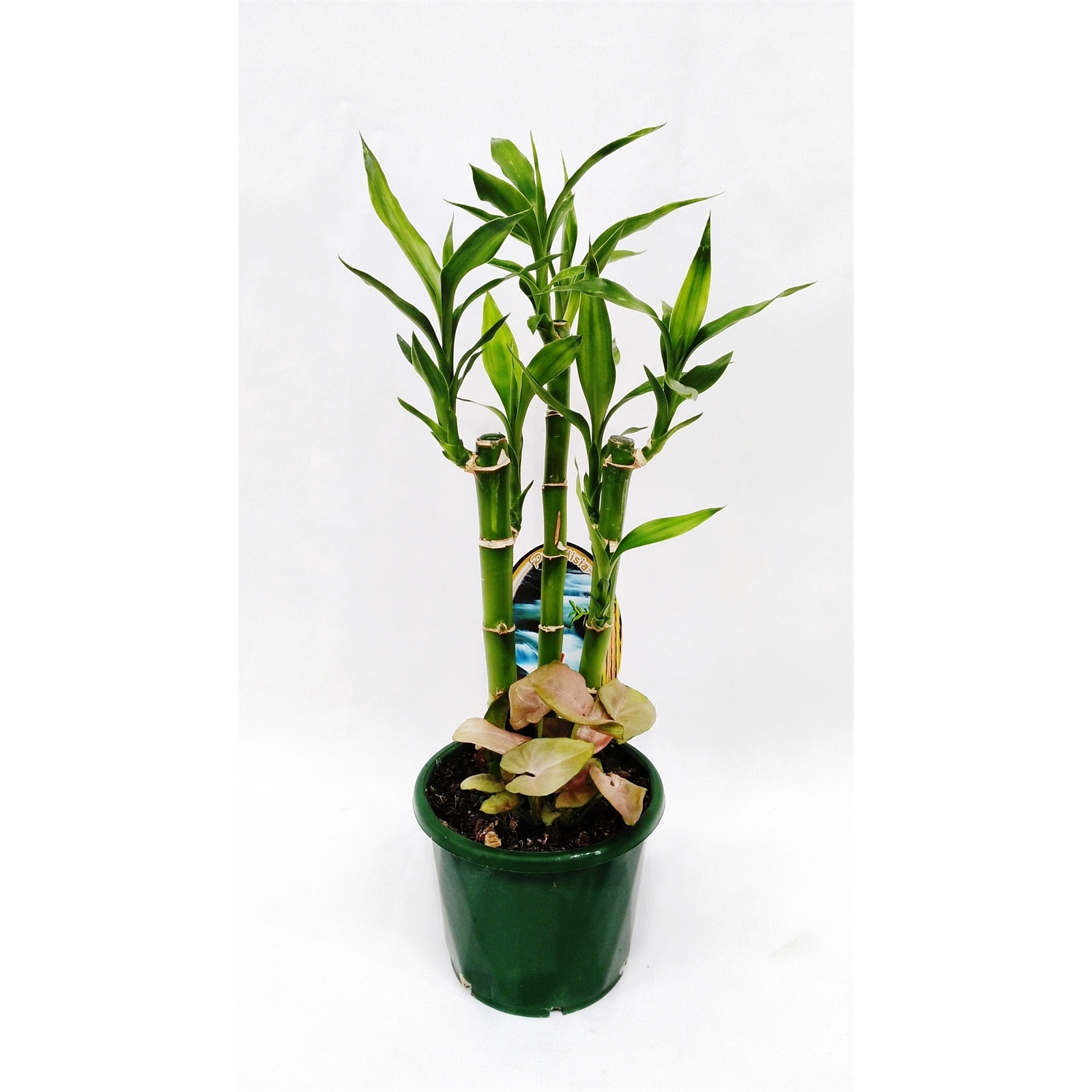 110mm Lucky Bamboo Dracaena sanderiana Bunnings Australia