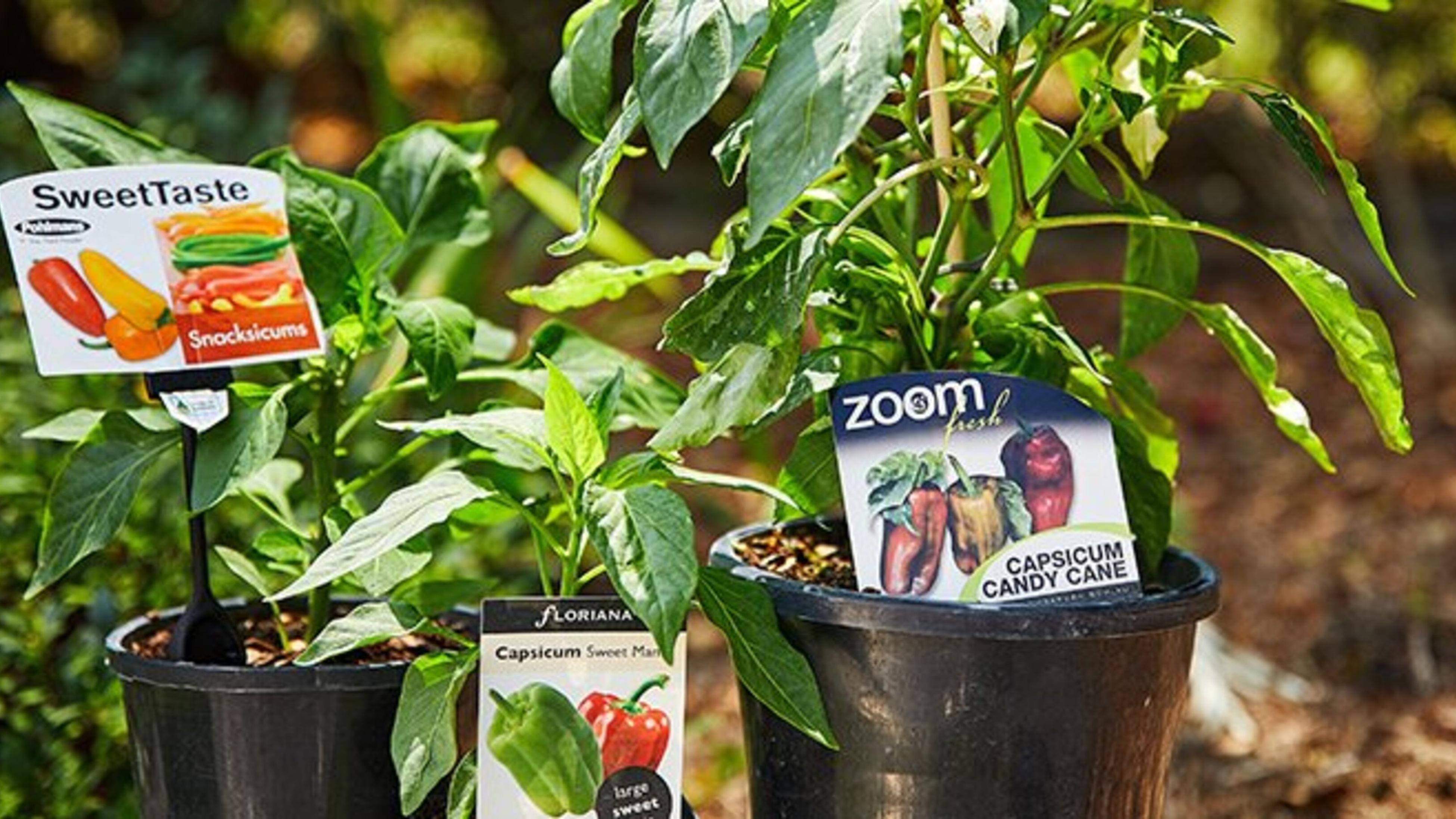 The Garden Diaries QLD in December Bunnings Australia
