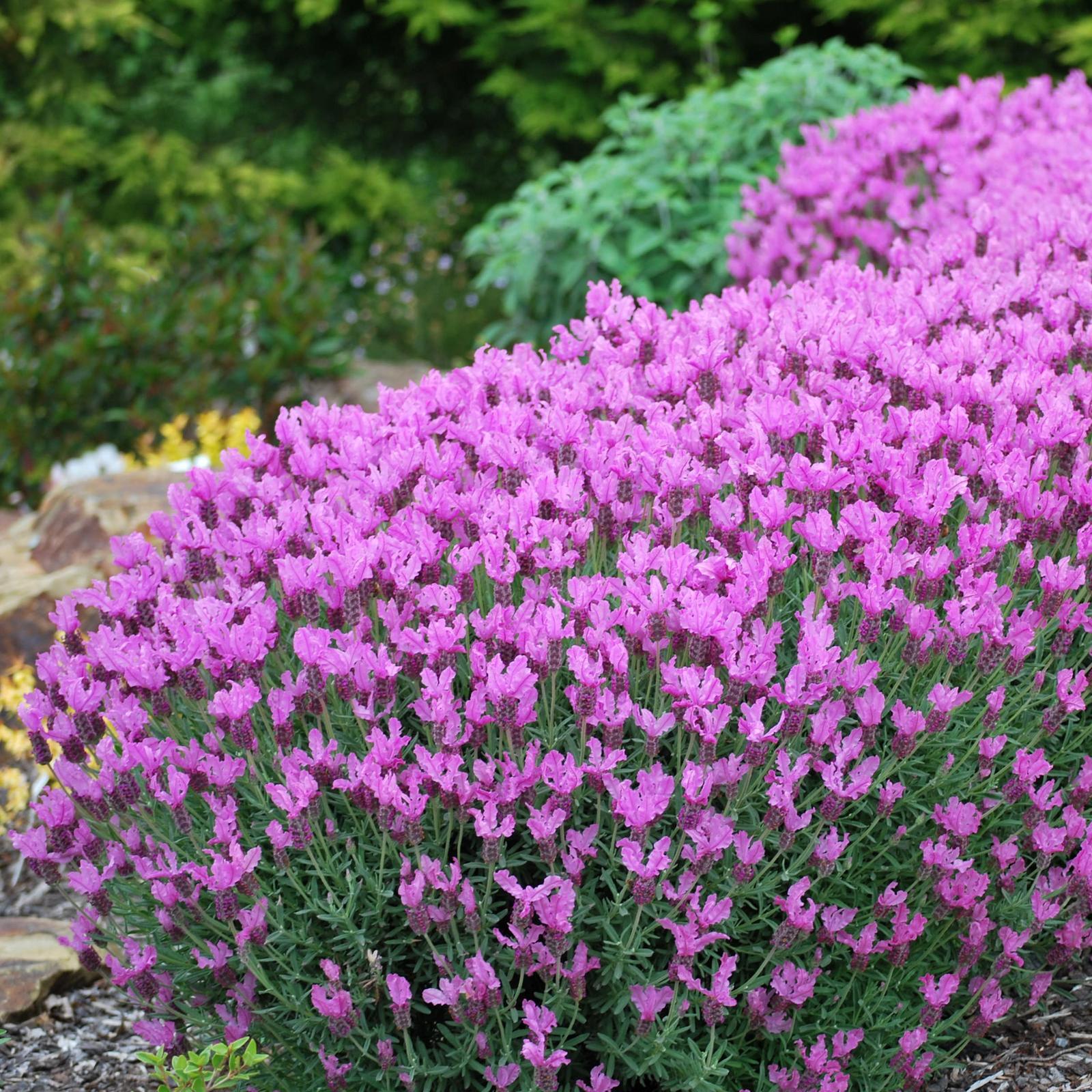 140mm The Princess Lavender Lavandula hybrid Bunnings Australia