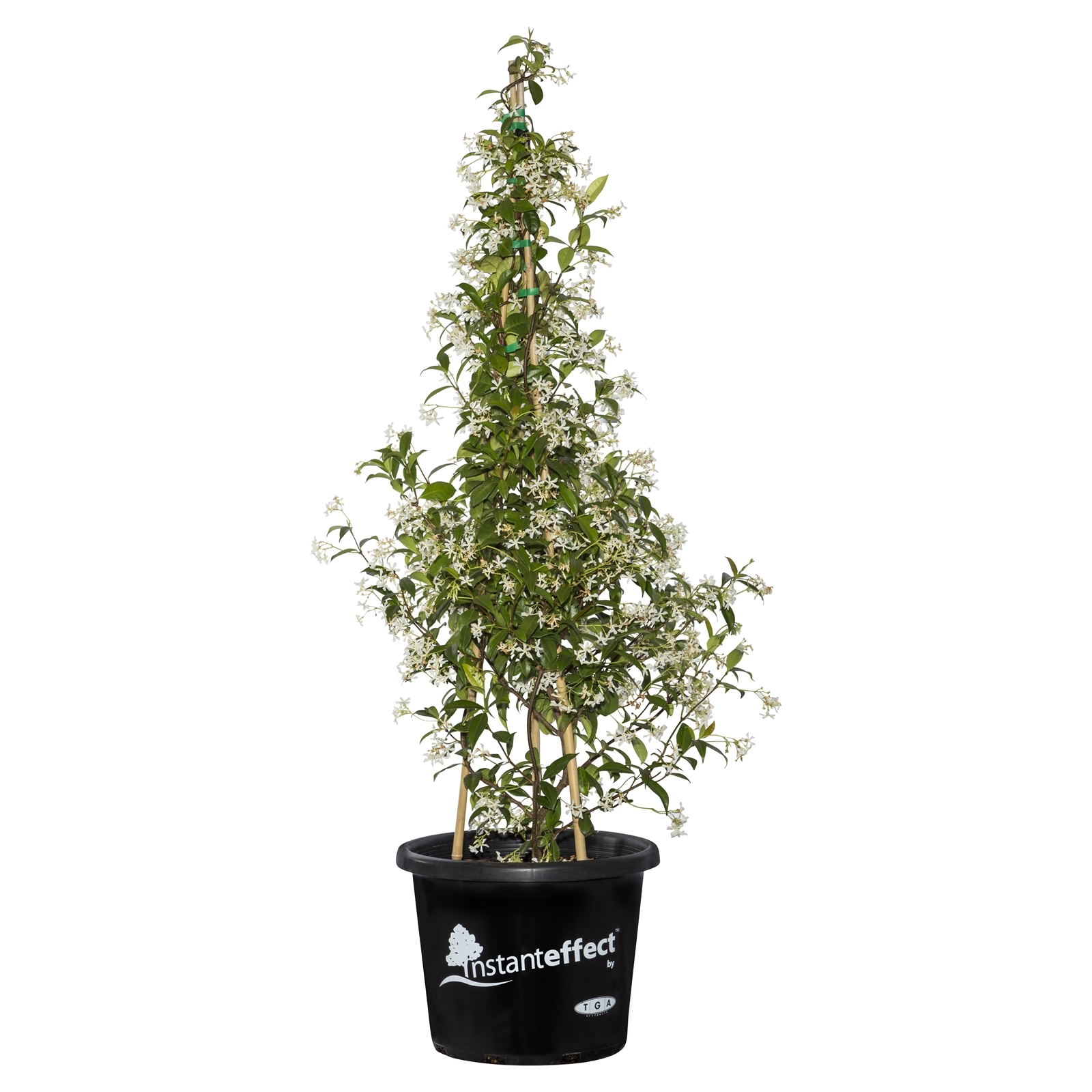 400mm Star Jasmine Trachelospermum jasminoides Bunnings Australia