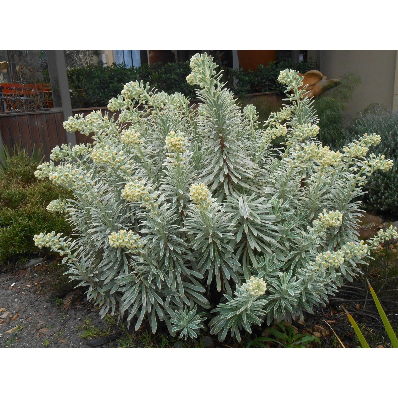 140mm Spurge Euphorbia characias Silver Swan Bunnings Australia