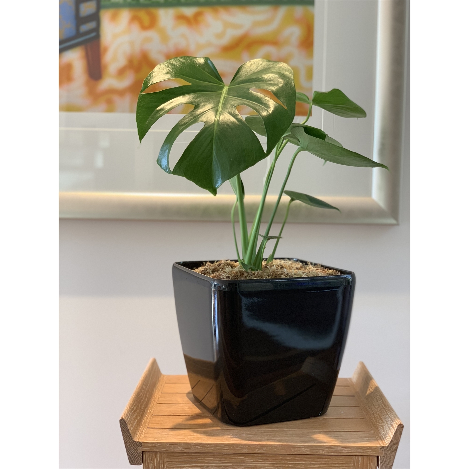 Eden 18cm Black Square Self Watering Planter Bunnings Australia