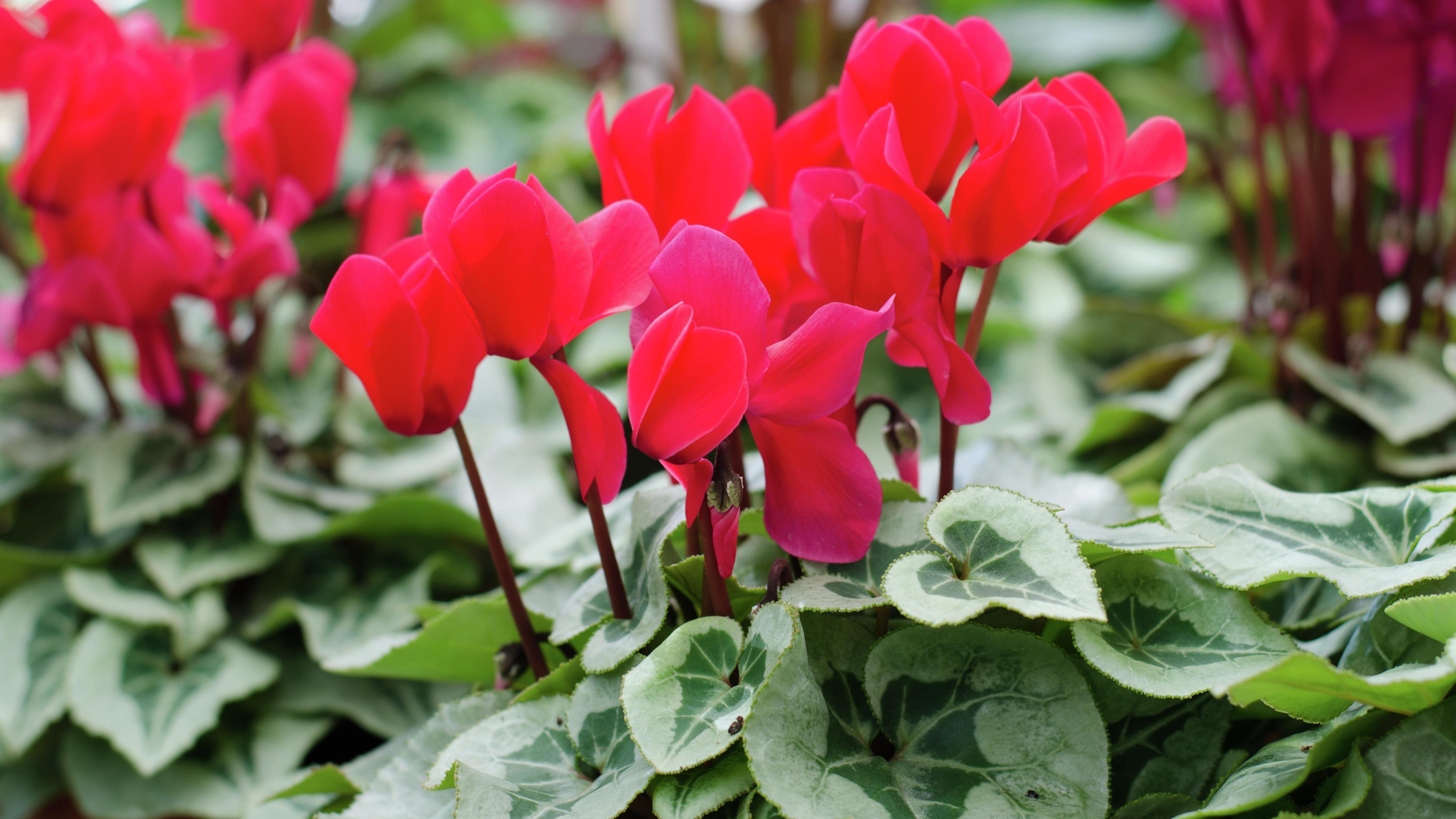 How to Plant, Grow and Propagate Cyclamen Bunnings Australia