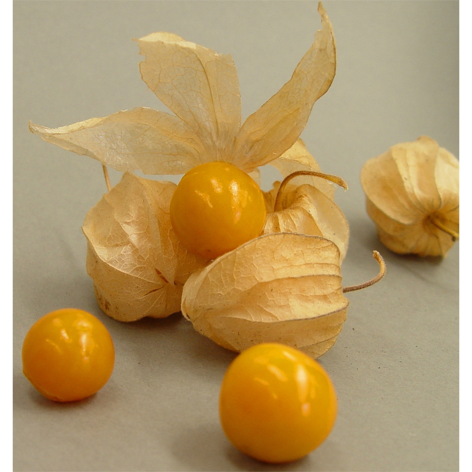 1.9L Cape Gooseberry Physalis peruviana Incredible Edibles Range