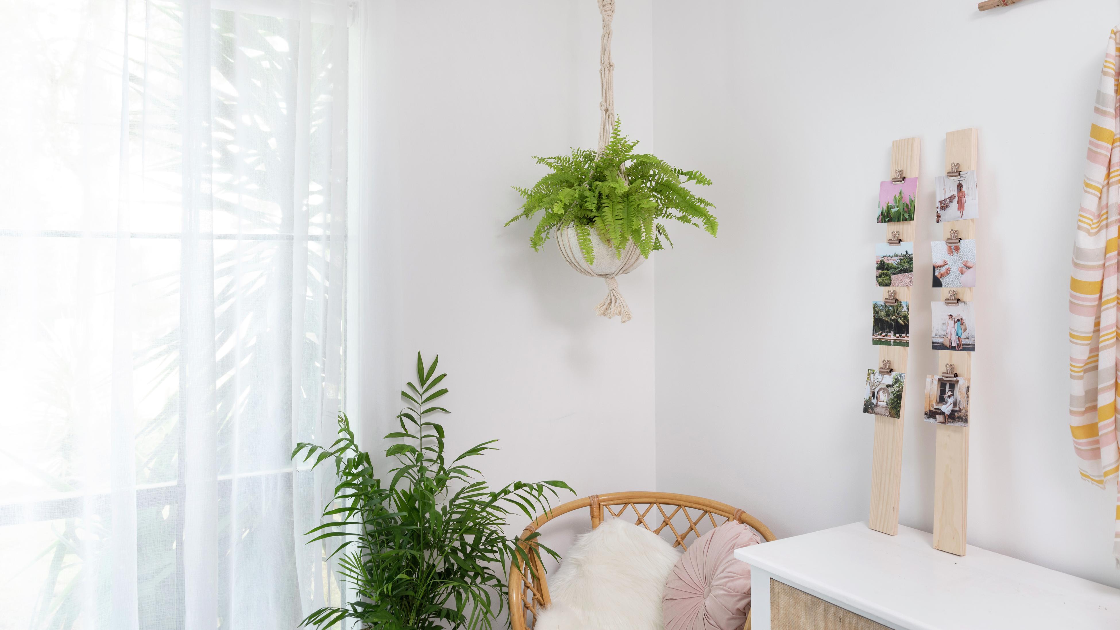 How To Hang Indoor Plants From The Ceiling Bunnings New