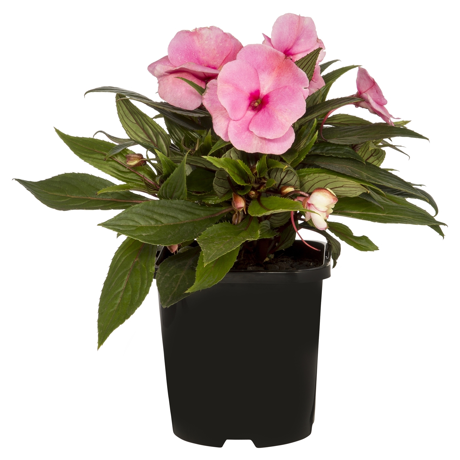 125mm New Guinea Impatiens Impatiens x hybrida (I. Hawkeri