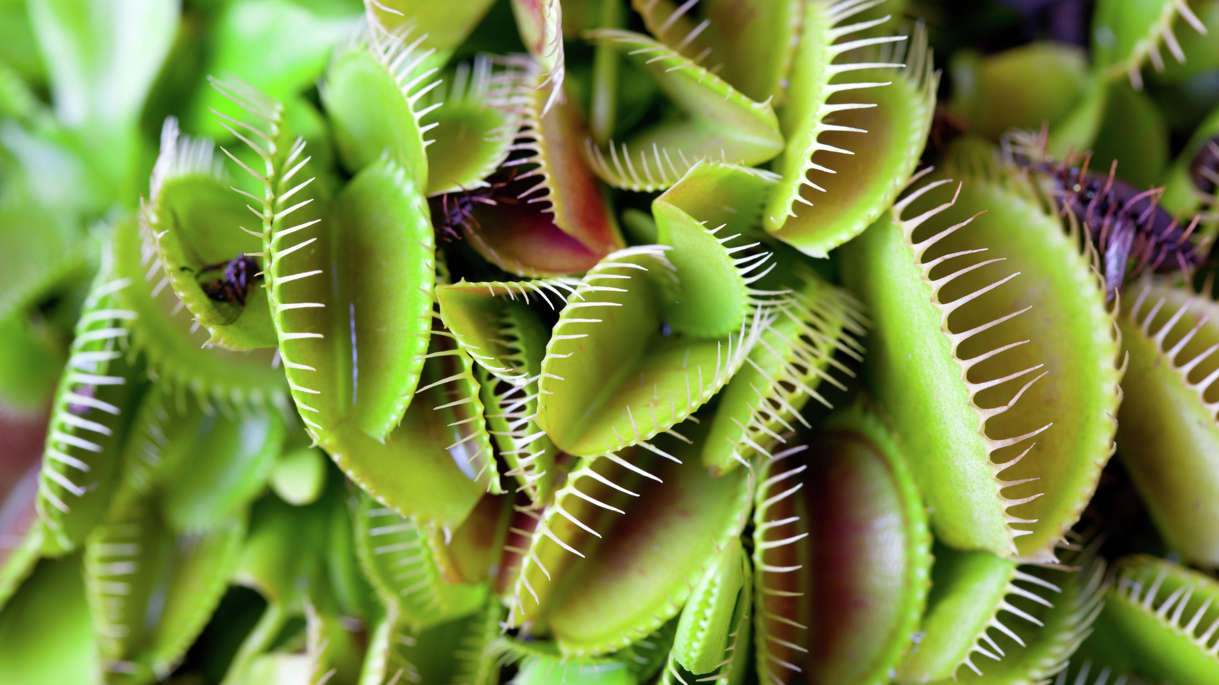How To Plant And Grow A Venus Flytrap Bunnings Australia