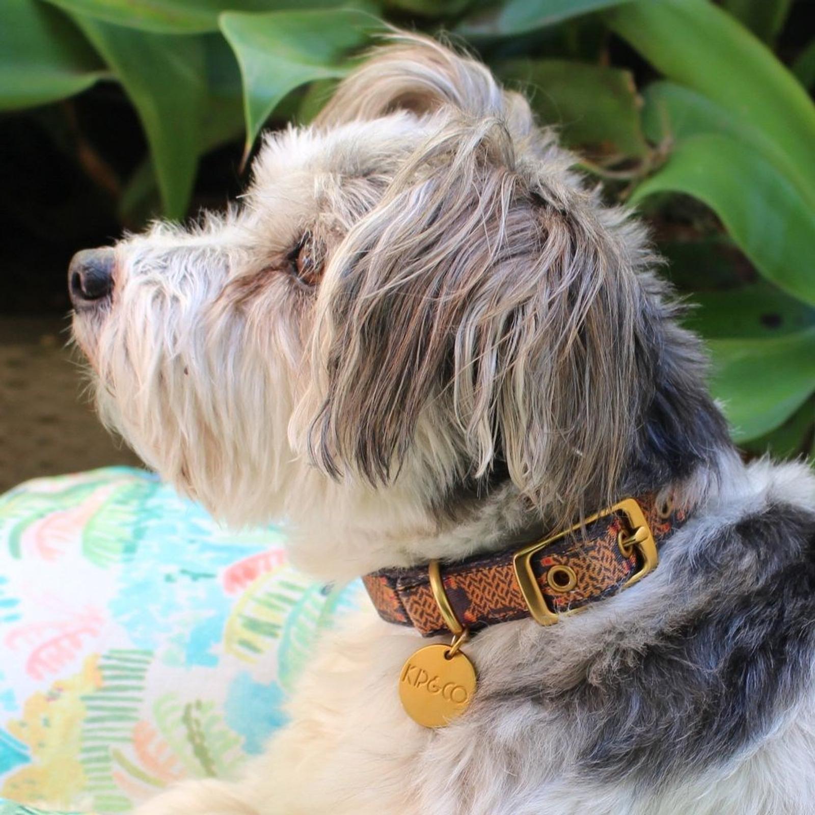 Kip & Co Dog Collar Big Cats Small Bunnings Australia