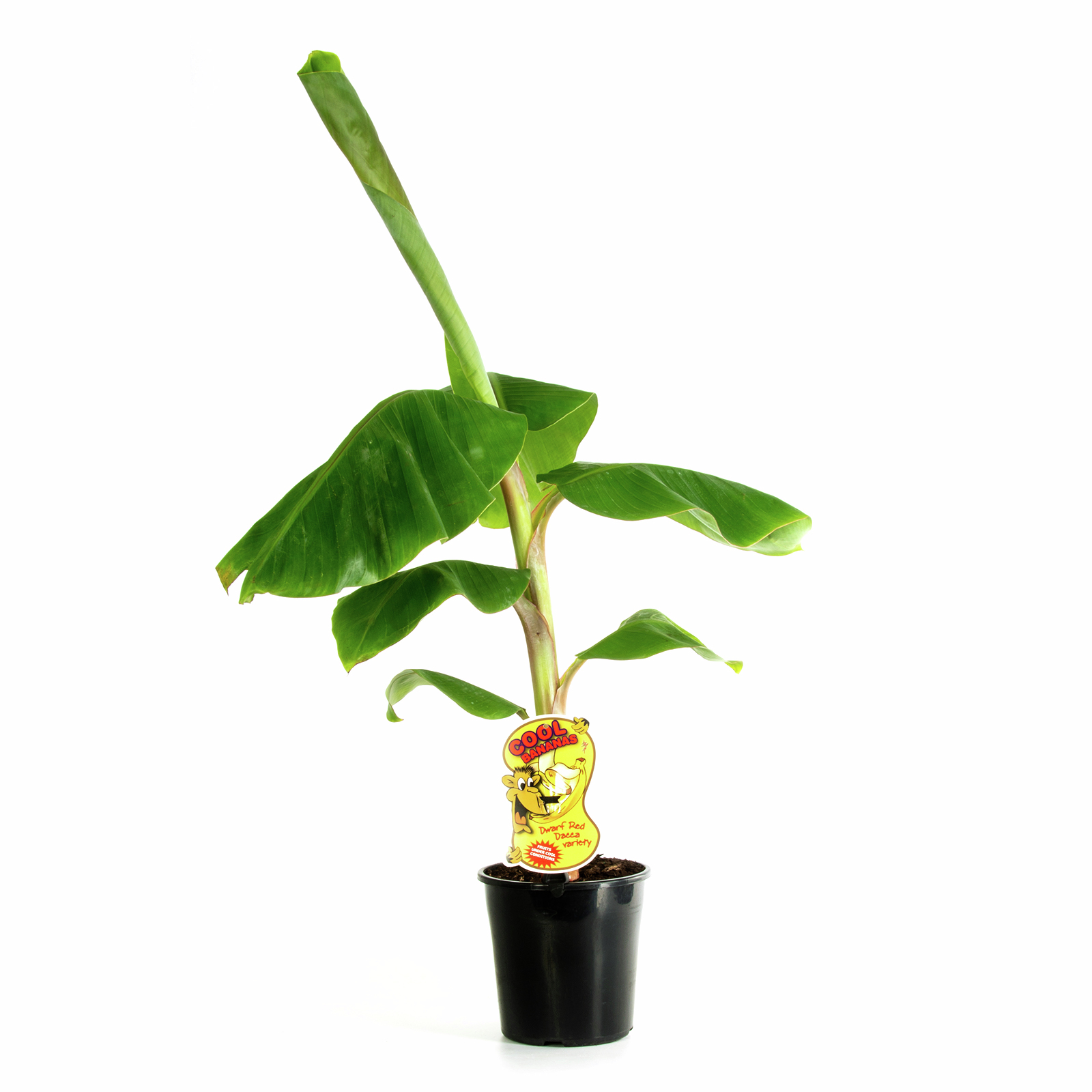 200mm Banana Musa dwarf red dacca Bunnings Australia