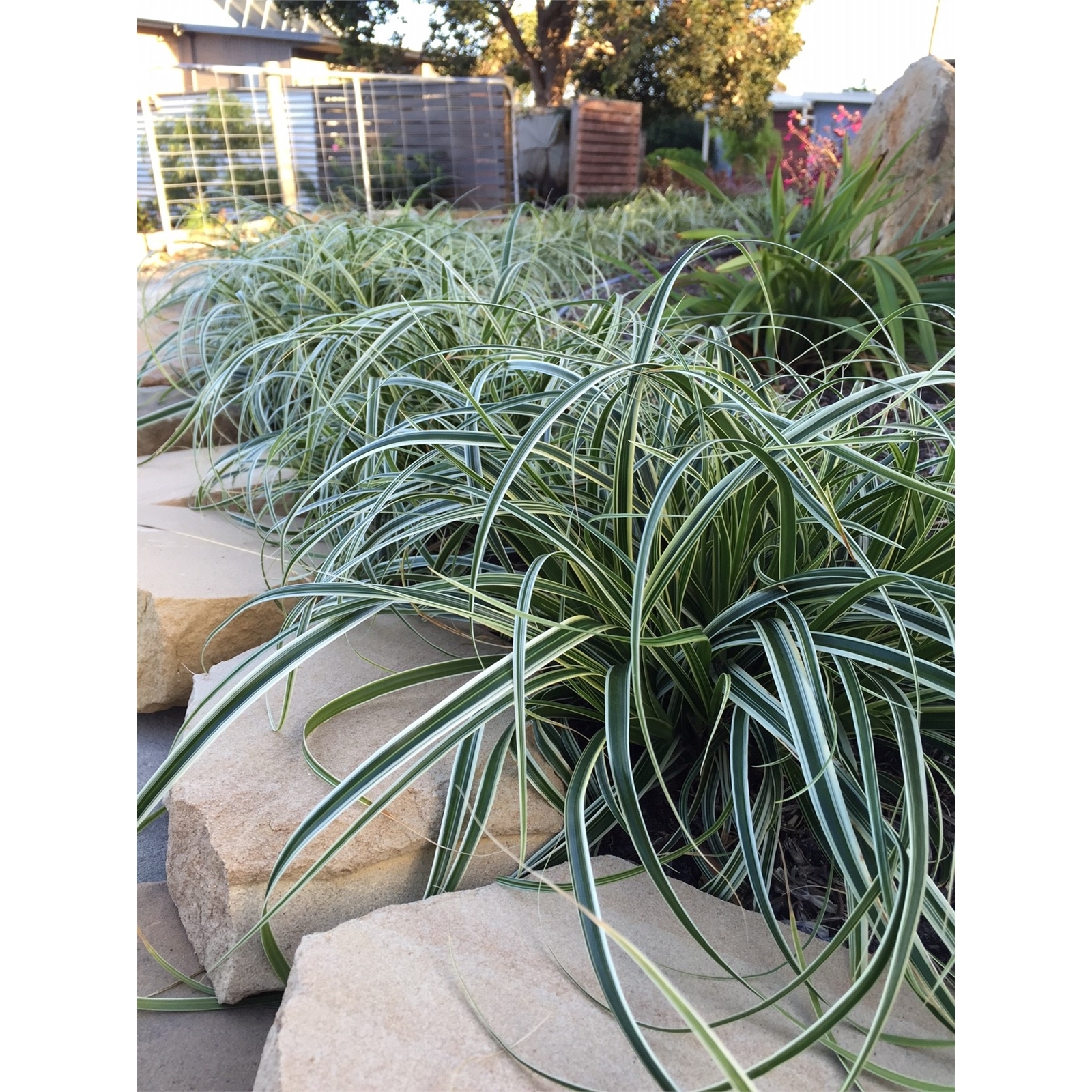 140mm Sedge Carex oshimensis Feather Falls Bunnings Australia