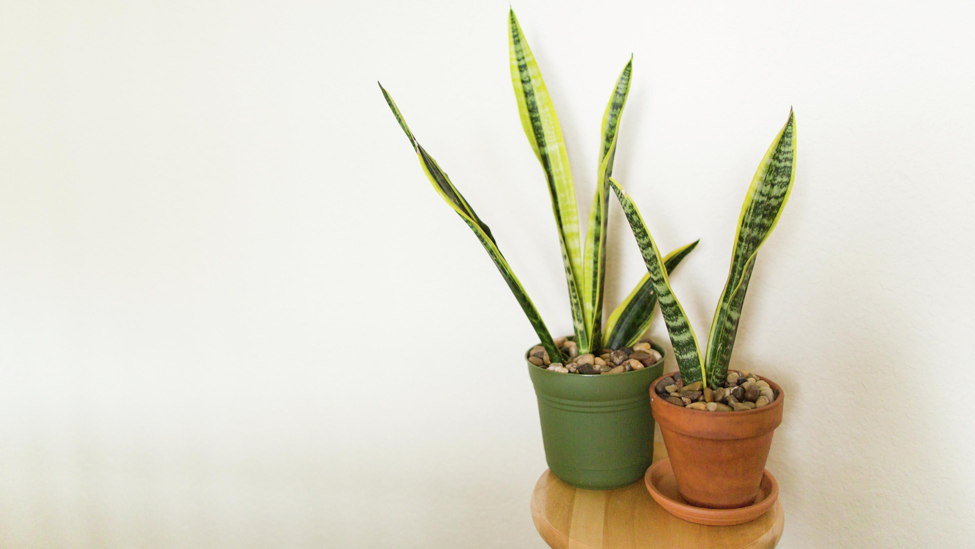 13 Plants That Are Best For Indoors Bunnings Australia