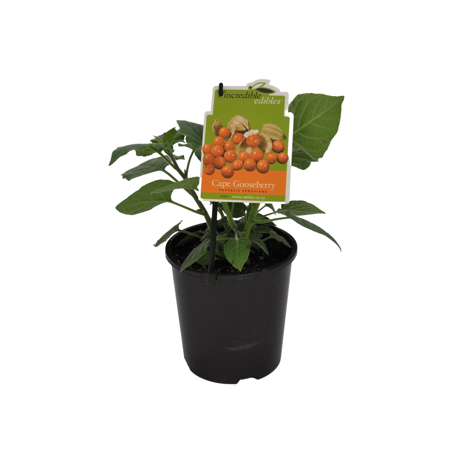 1.9L Cape Gooseberry Physalis peruviana Incredible Edibles Range