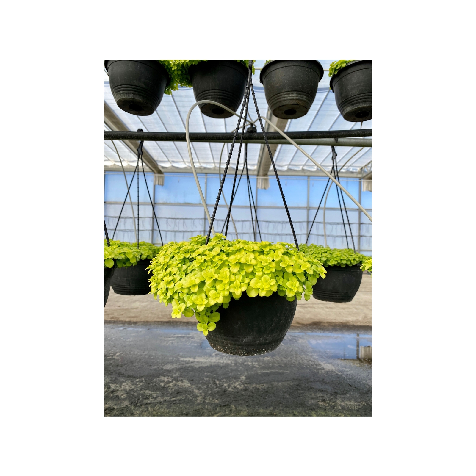 200mm Veronica Sunshine in Hanging Basket Veronica repens Bunnings