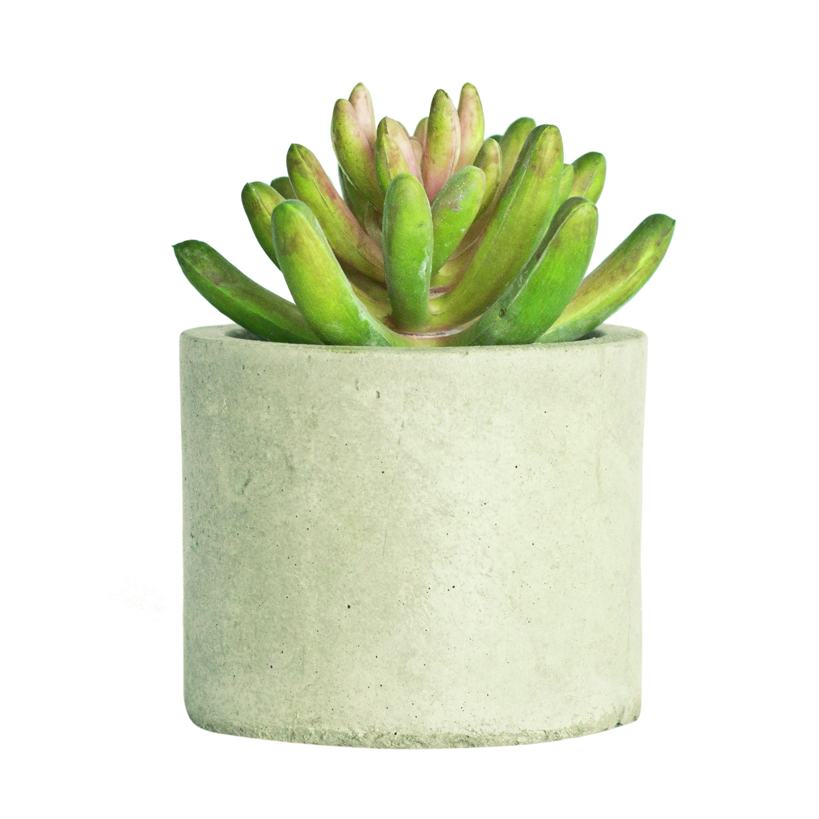 UNREAL 13cm Artificial Succulent In Concrete Pot Bunnings Australia