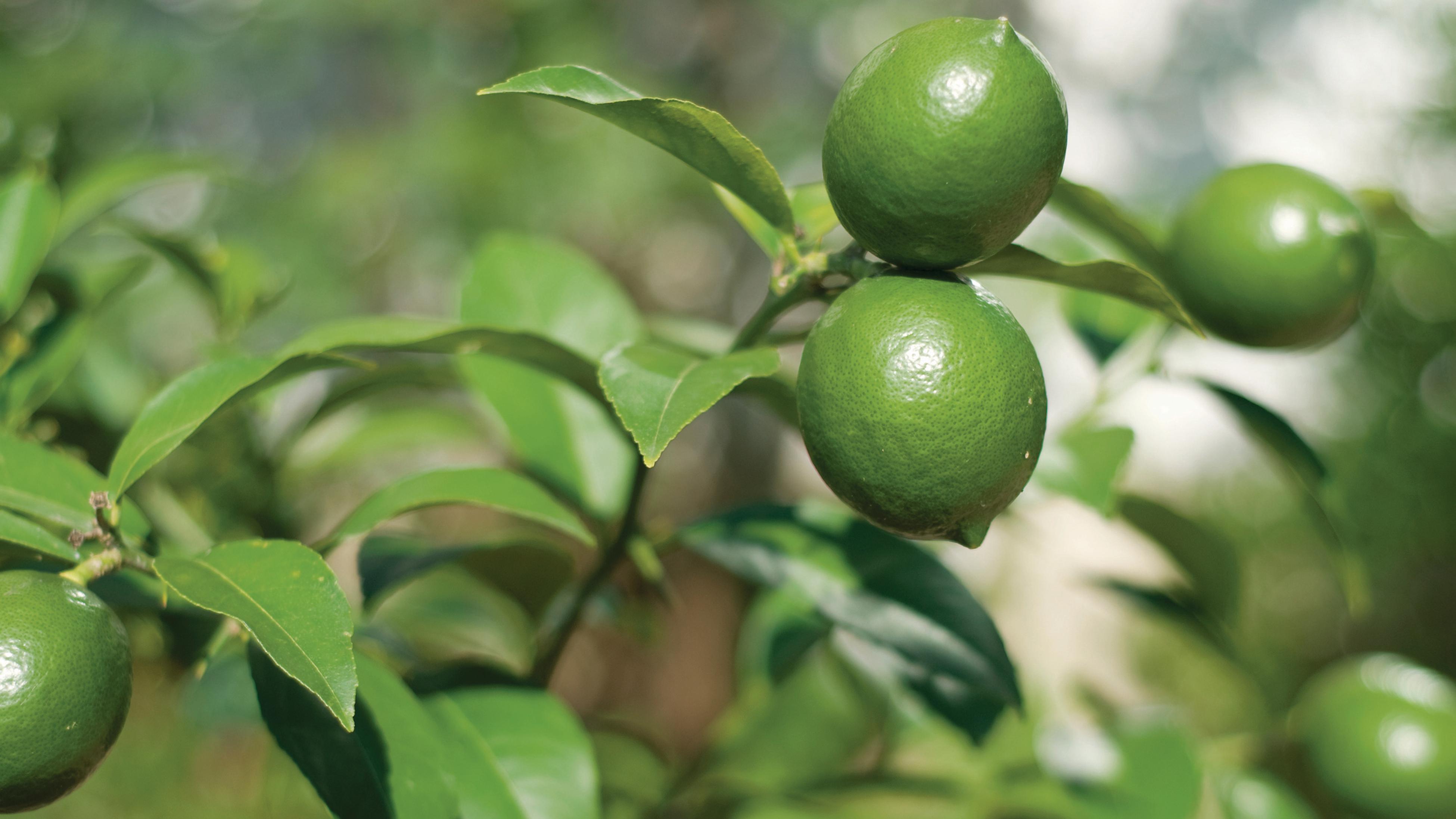 Growing Citrus Plants Bunnings Australia
