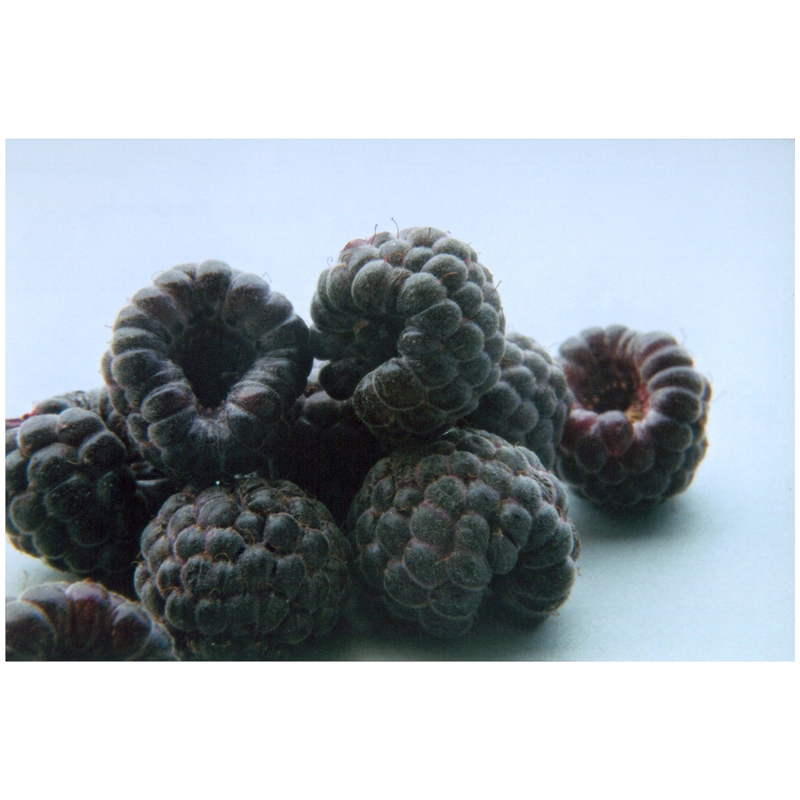 3L Raspberry Ebony Rubus ideaus Incredible Edibles Range Bunnings