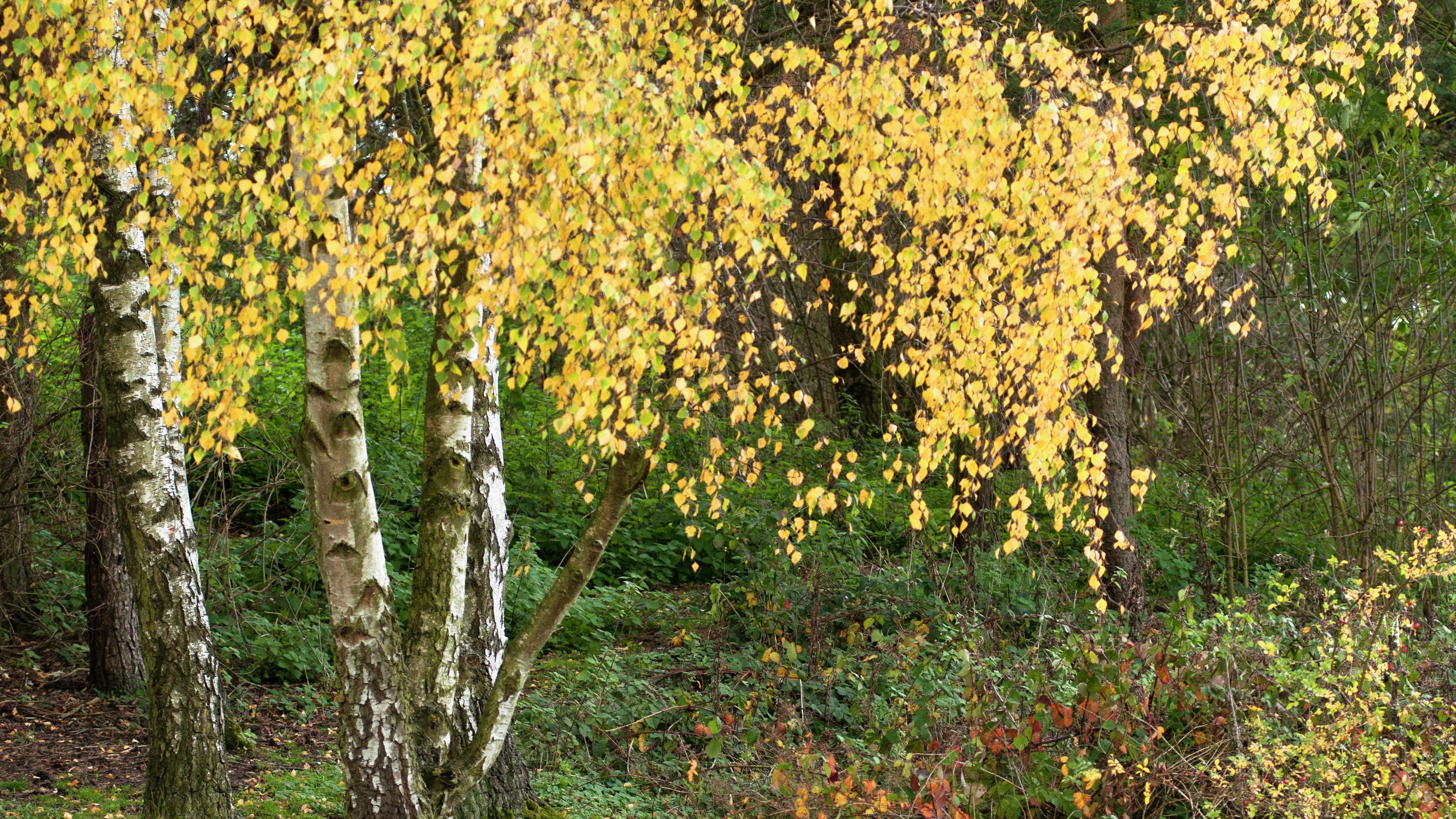 How To Plant A Silver Birch Tree Bunnings New Zealand