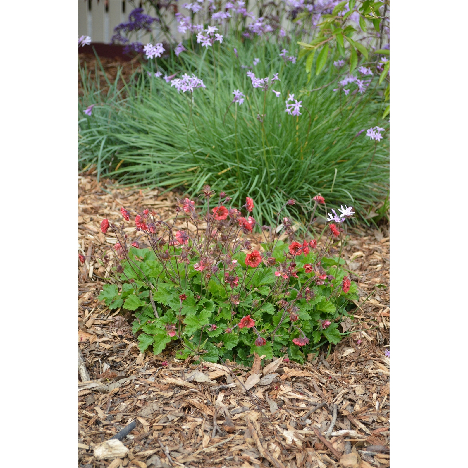 140mm Geum Flames Of Passion Bunnings Australia