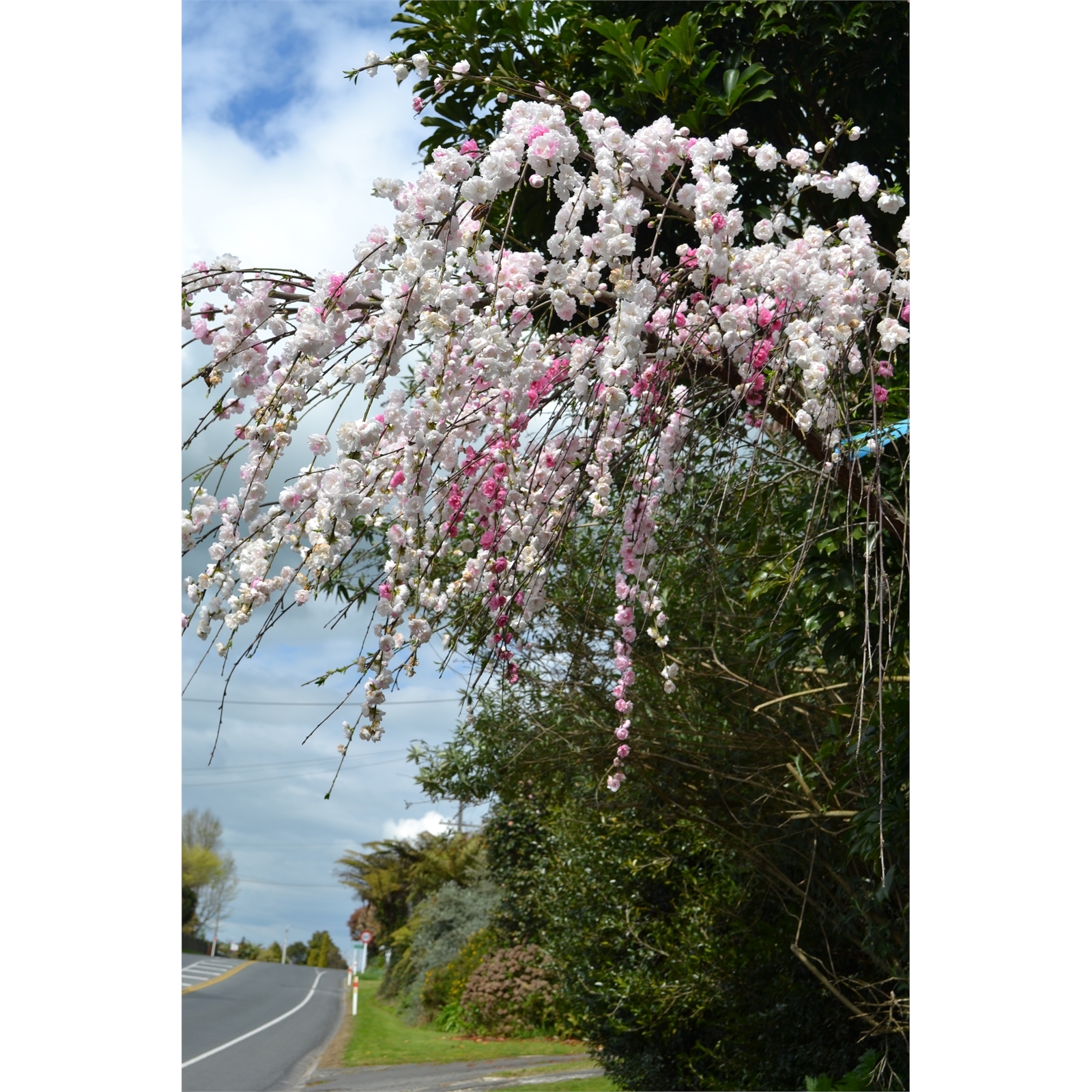 15L Weeping Flowering Peach Prunus persica Cascade Bunnings New Zealand