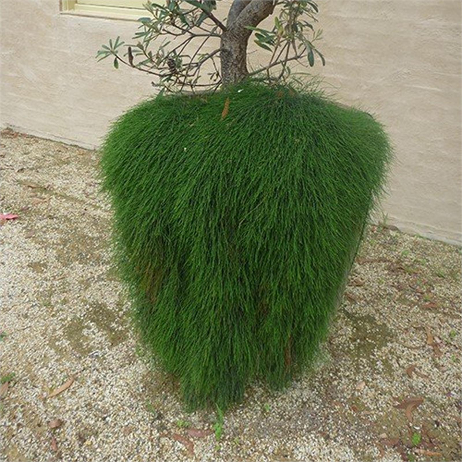140mm Cousin It Casuarina glauca Bunnings Australia