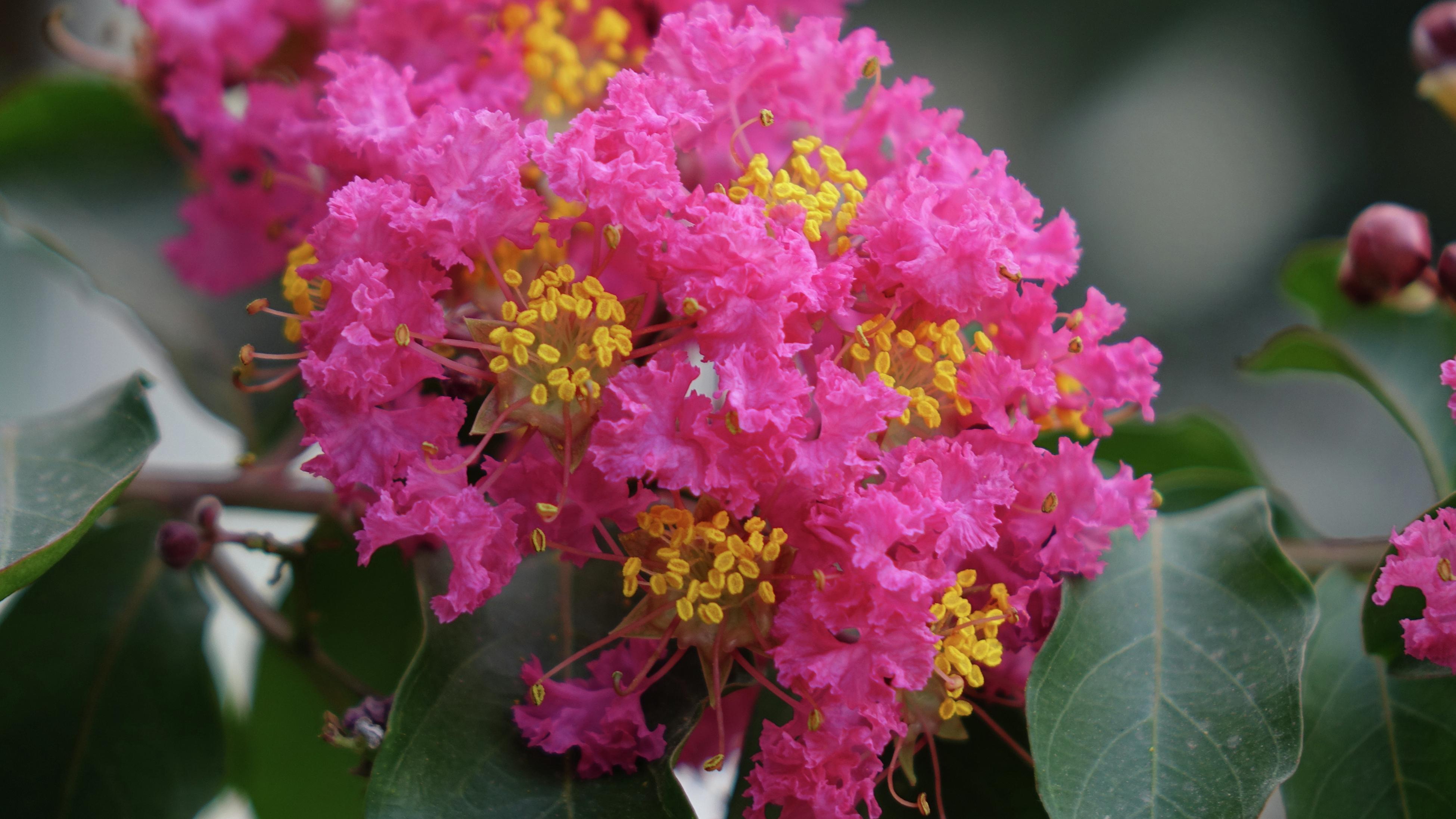 How To Grow And Care For Crepe Myrtle Bunnings New Zealand