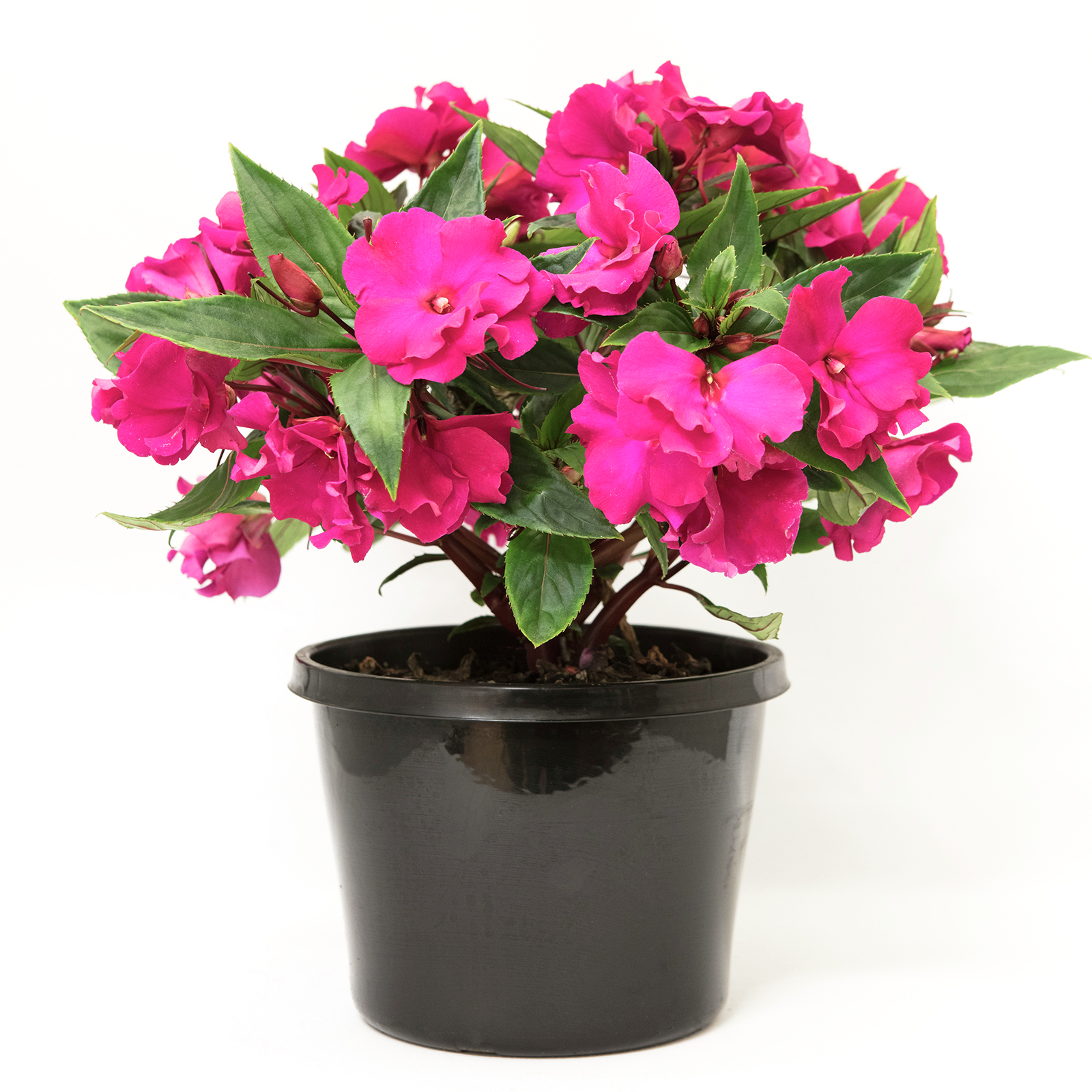 180mm New Guinea Impatien Rokoko Impatiens hawkeri Bunnings Australia