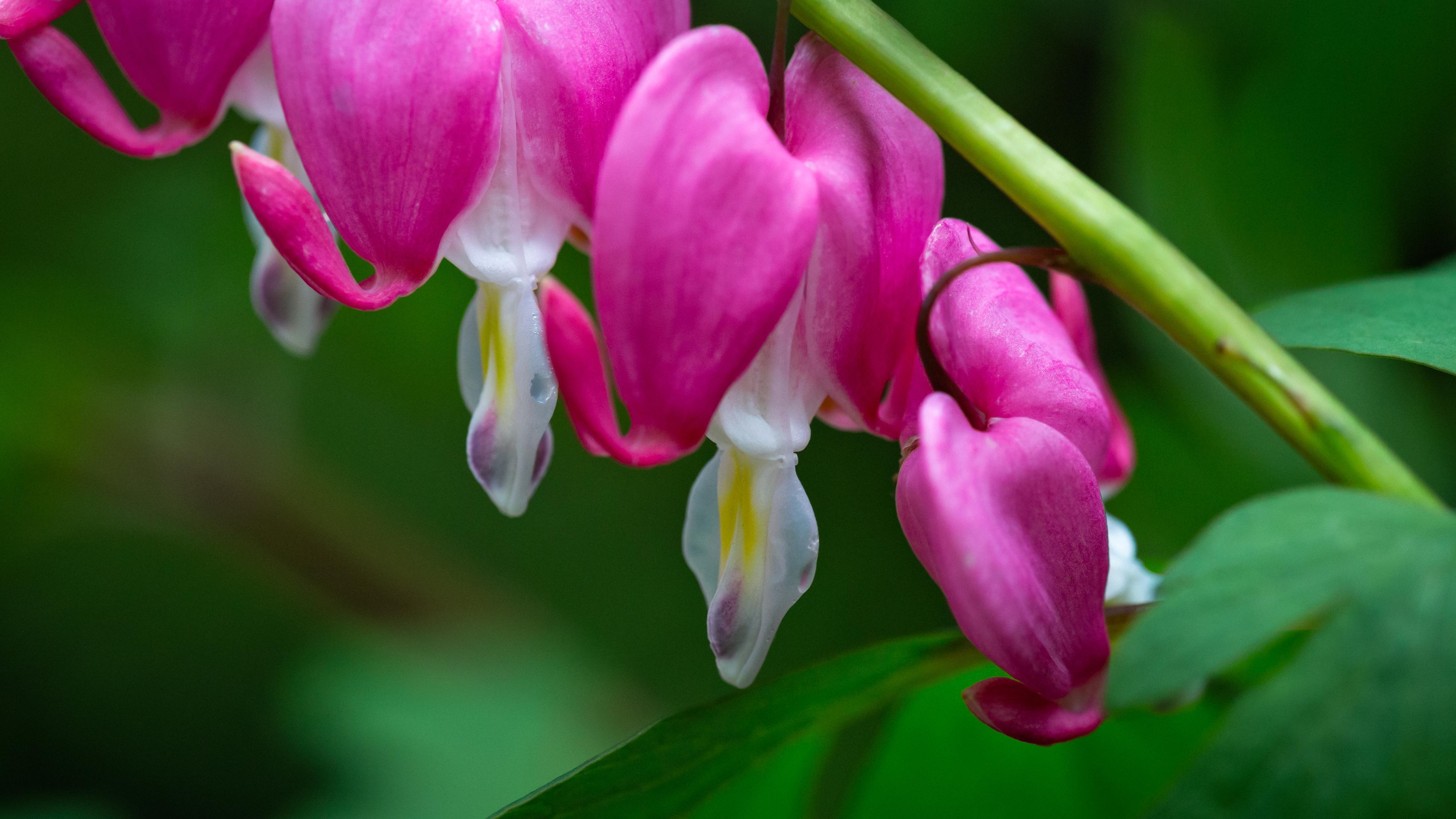 How To Grow Bleeding Heart Plant Bunnings New Zealand
