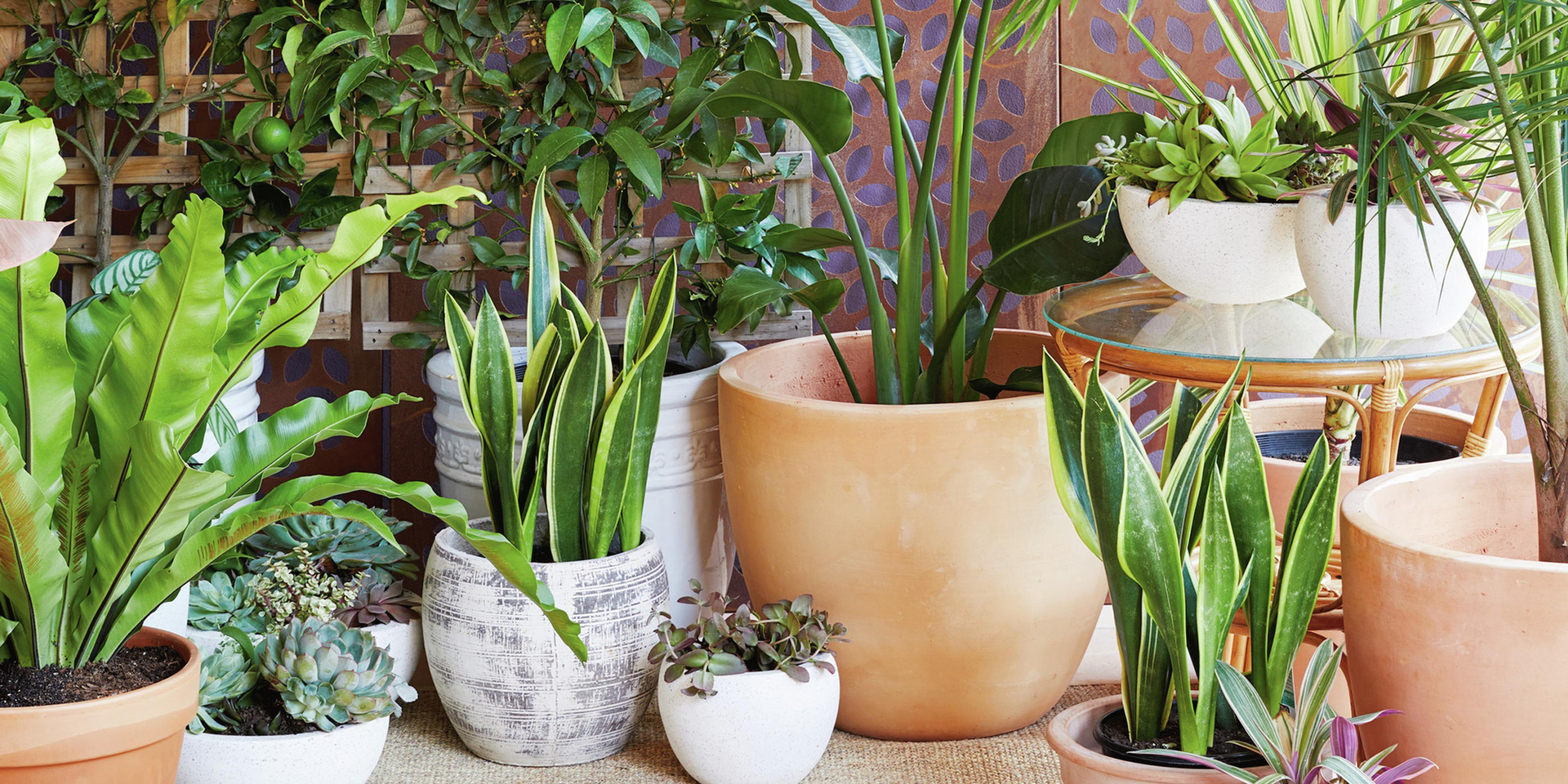 Create A Balcony Look To Love Bunnings Australia