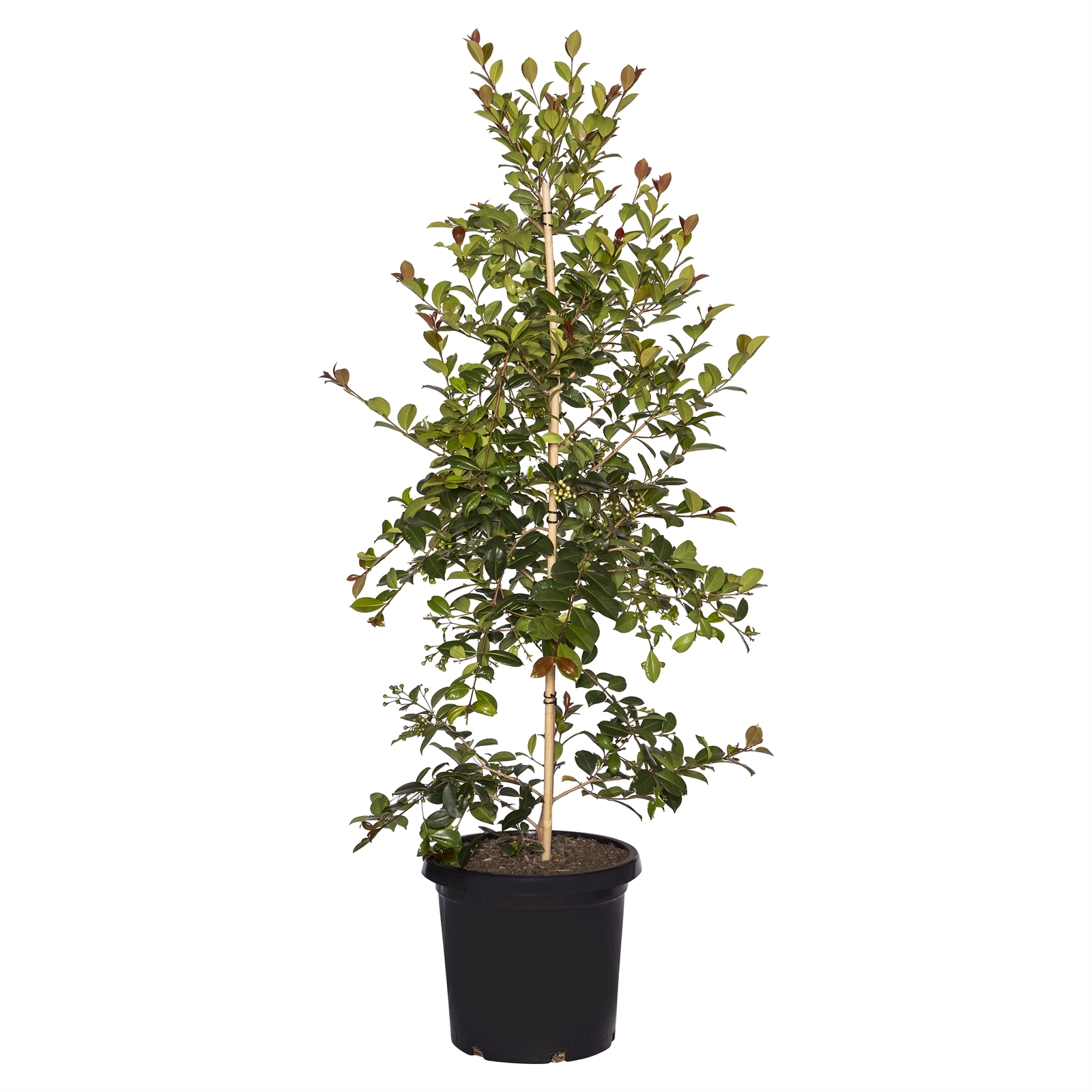 300mm Lilly Pilly Big Red Syzygium australe Bunnings Australia