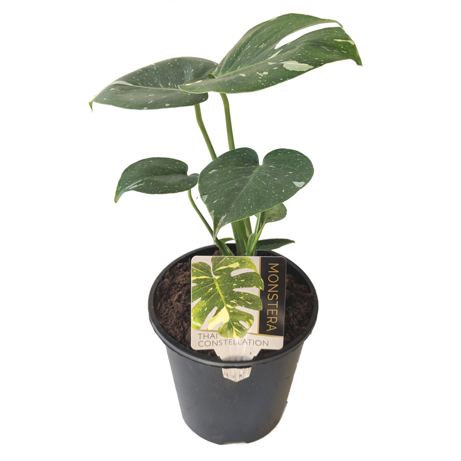 150mm Monstera Thai Constellation Monstera deliciosa variegata