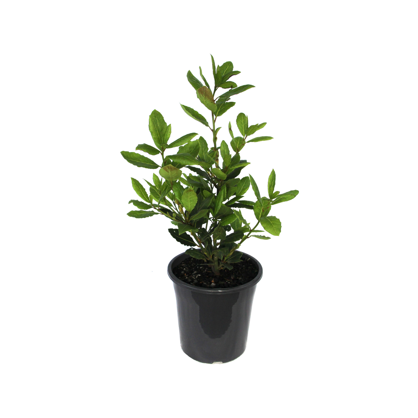 180mm Dwarf Bay Tree Baby Bay Laurus nobilis 'BabyBay' Dwarf