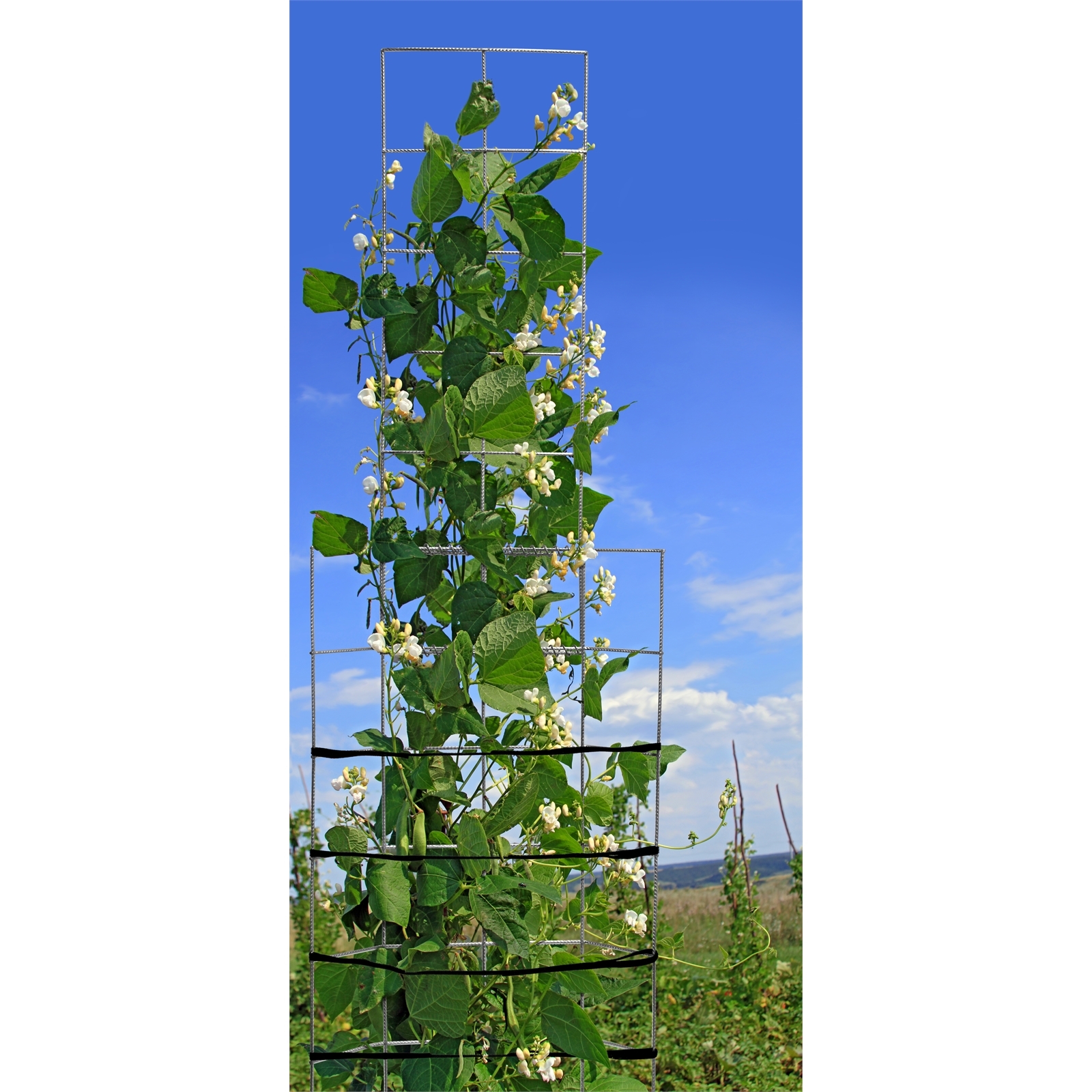 Whites 1900mm Grip And Grow Freestanding Plant Trainer Bunnings Australia