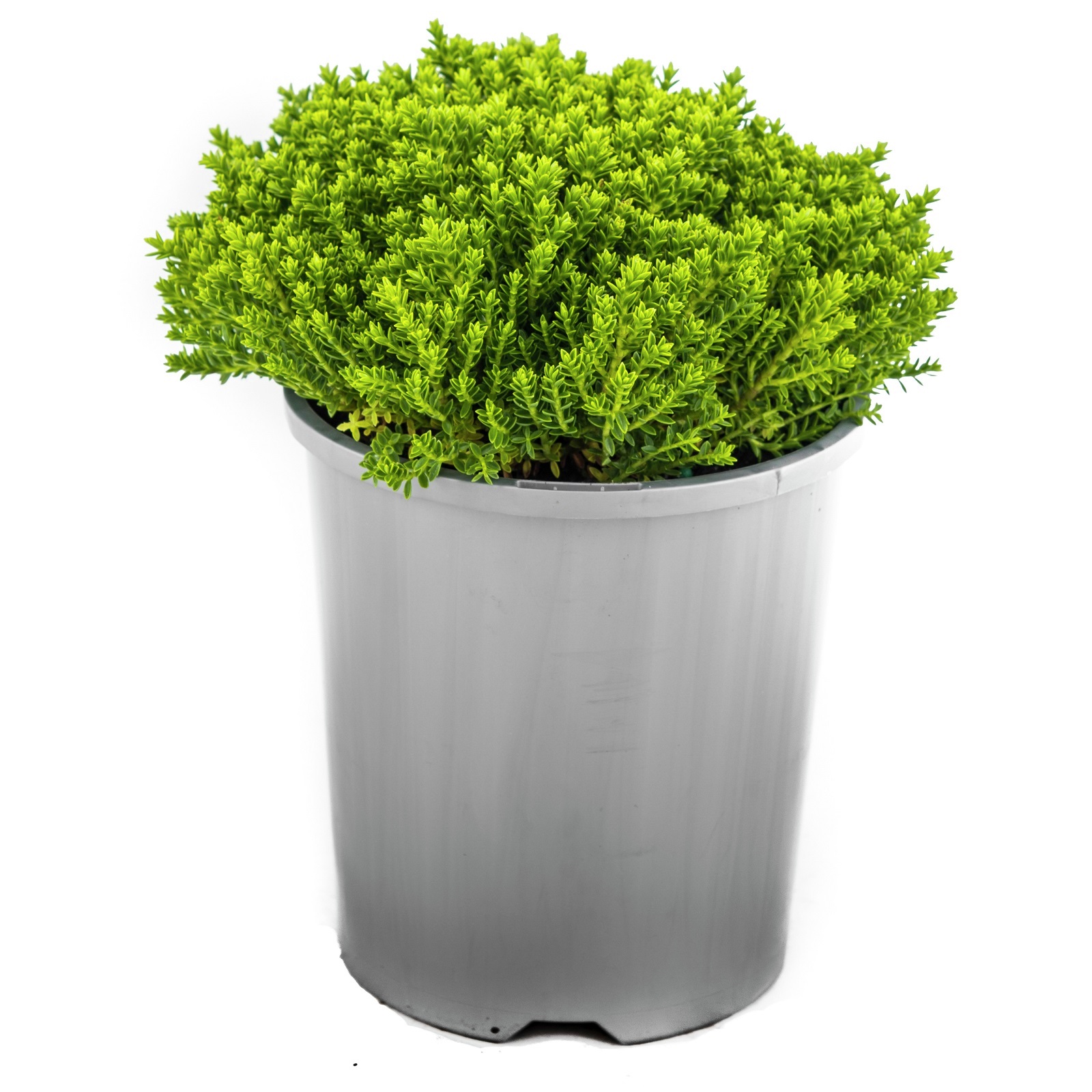 140mm Hebe Emerald Green Hebe hybrid 'Emerald Green' Bunnings Australia