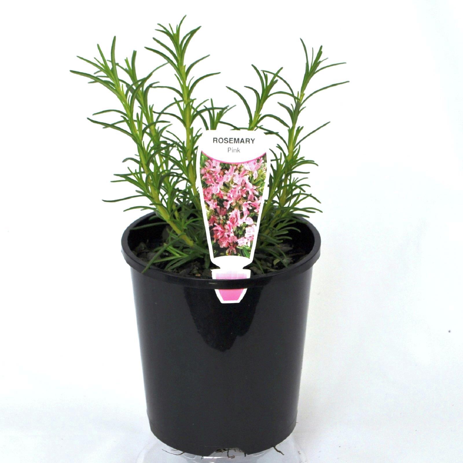 140mm Rosemary Pink Rosemary Rosmarinus officinalis 'Rosea