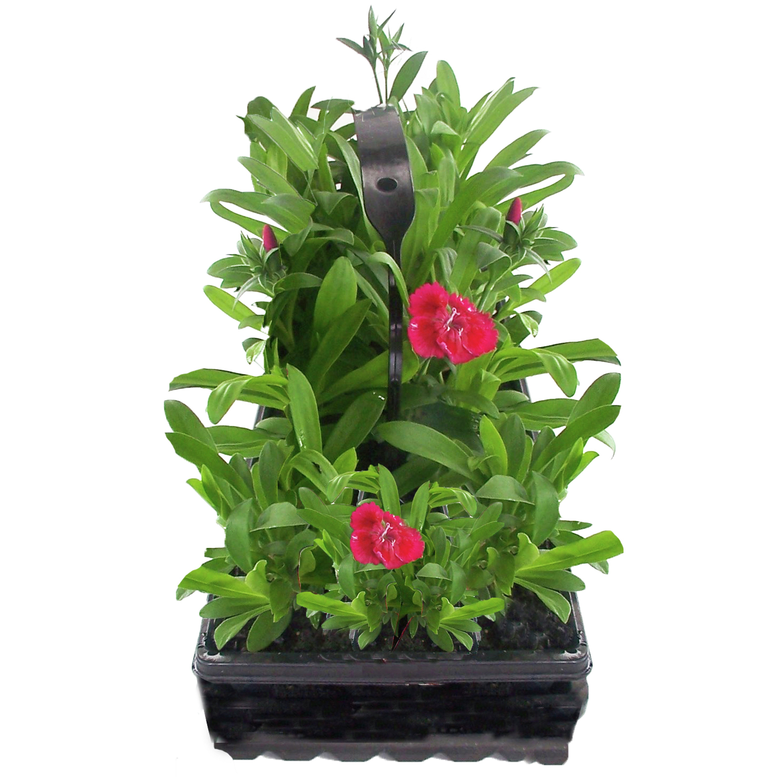 Colour Your Life Floral Seedlings 10 Pack Bunnings Australia