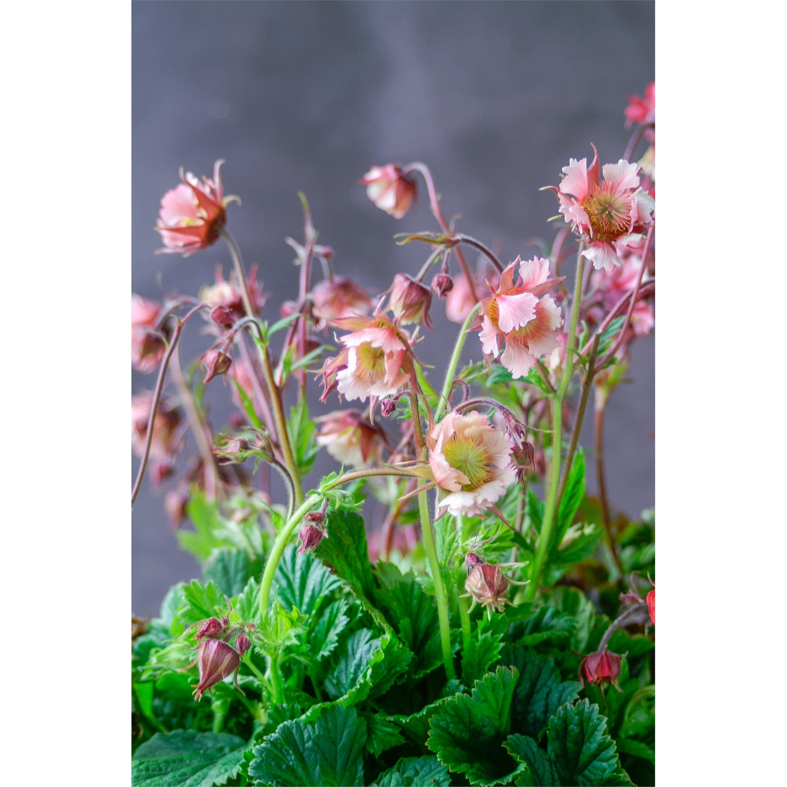 140mm Geum Pink Frills Bunnings Australia