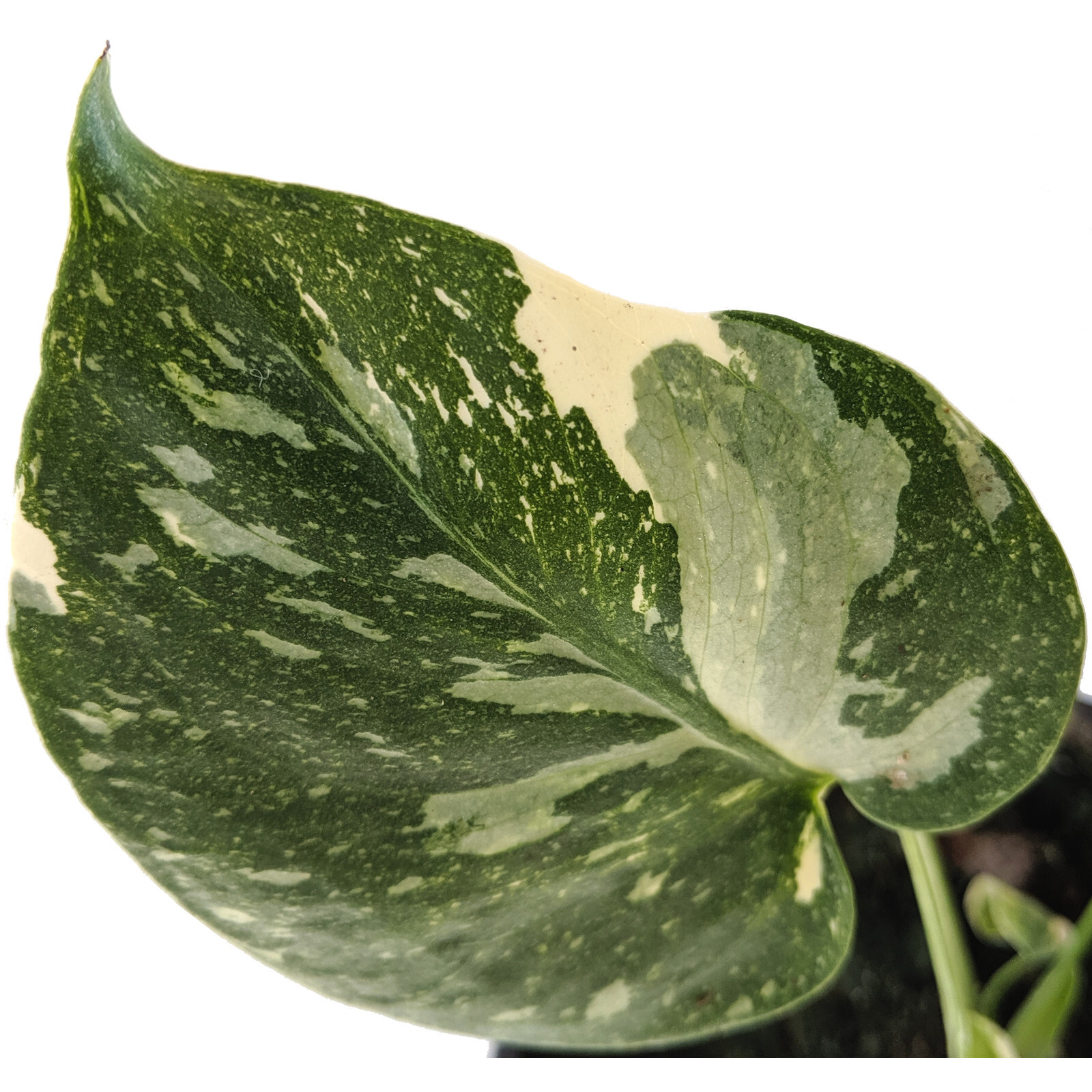 150mm Monstera Thai Constellation Monstera deliciosa variegata