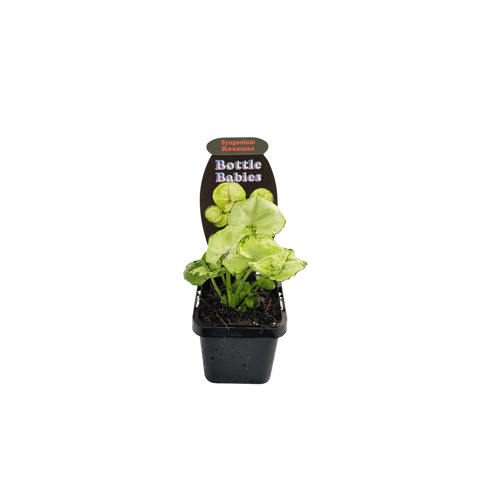 70mm Various Terrarium Plants Bottle Babies Bunnings Australia