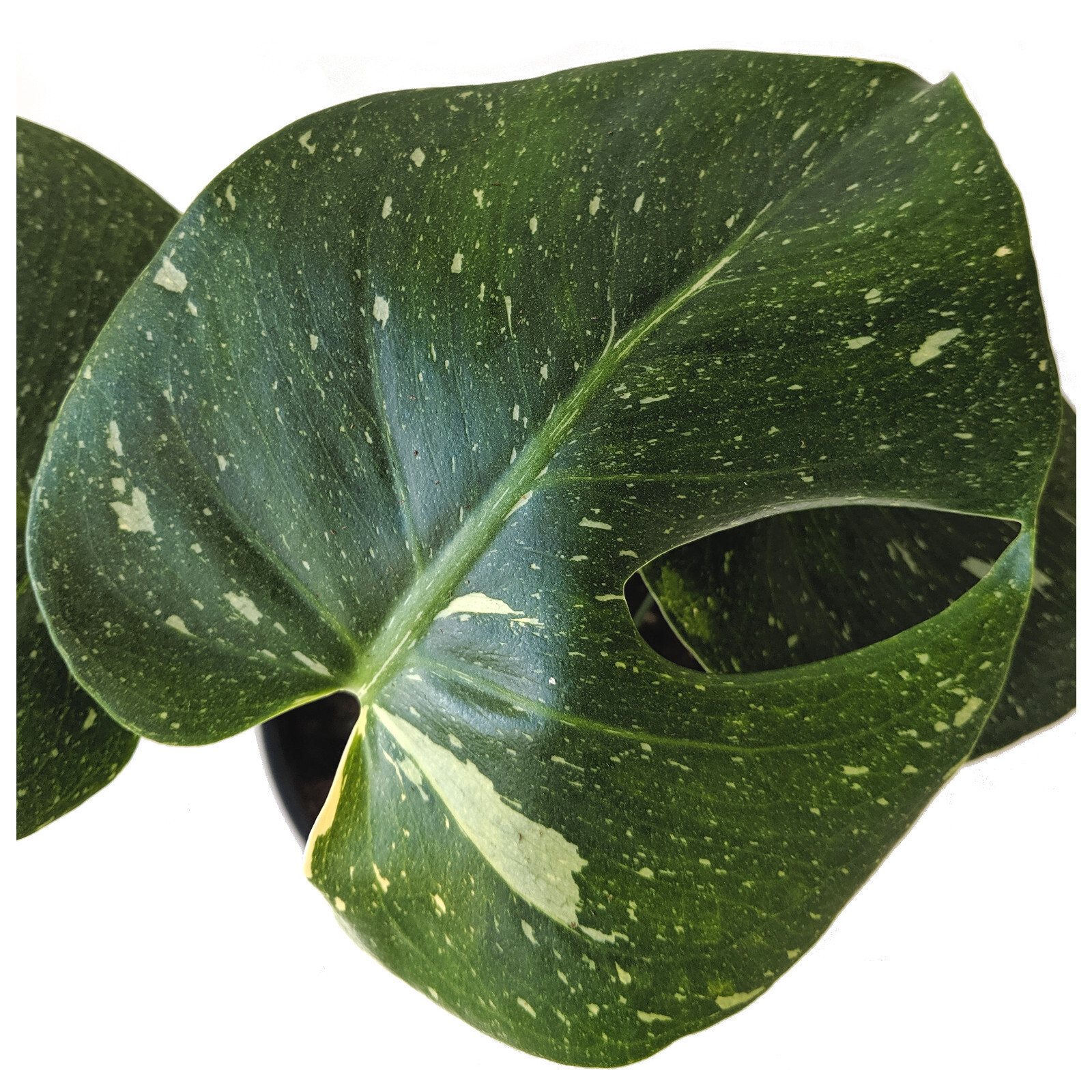150mm Monstera Thai Constellation Monstera deliciosa variegata