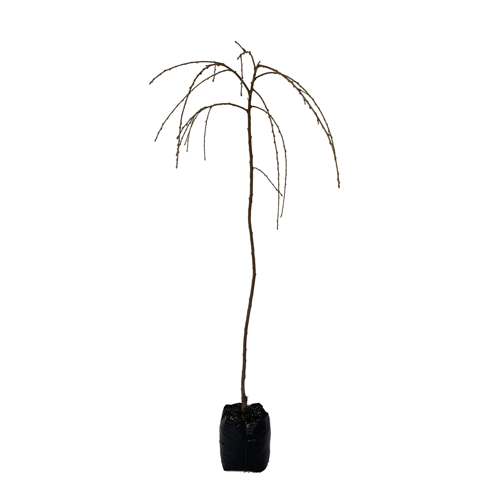 15L Weeping Flowering Peach Prunus persica Cascade Bunnings New Zealand