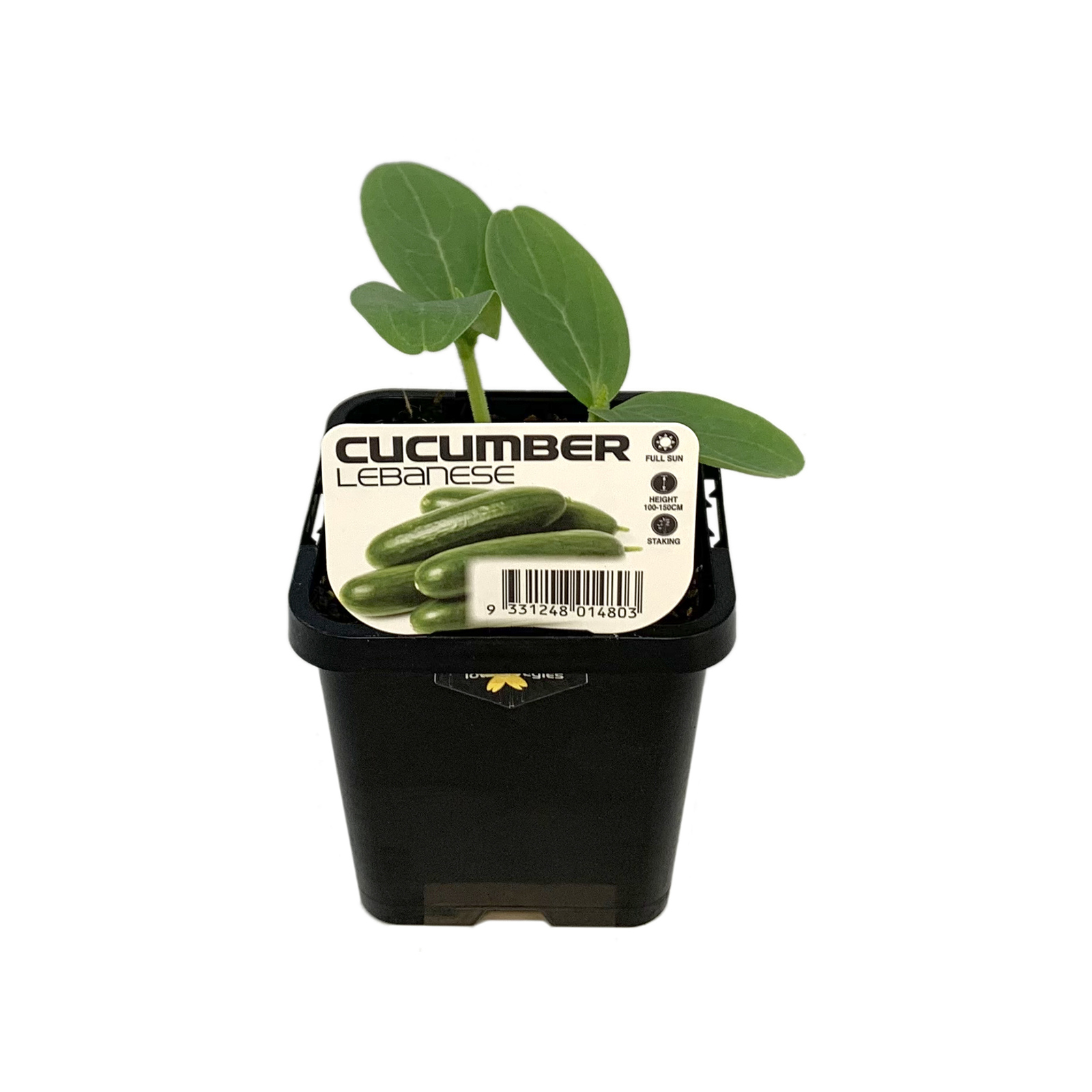 85mm Cucumber Lebanese Cucumis sativus LotsAVegies Bunnings