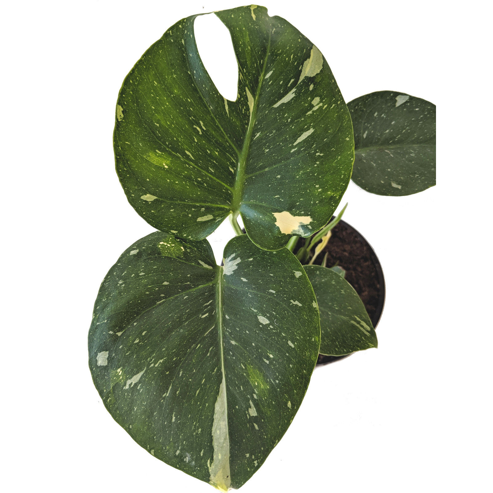 150mm Monstera Thai Constellation Monstera deliciosa variegata